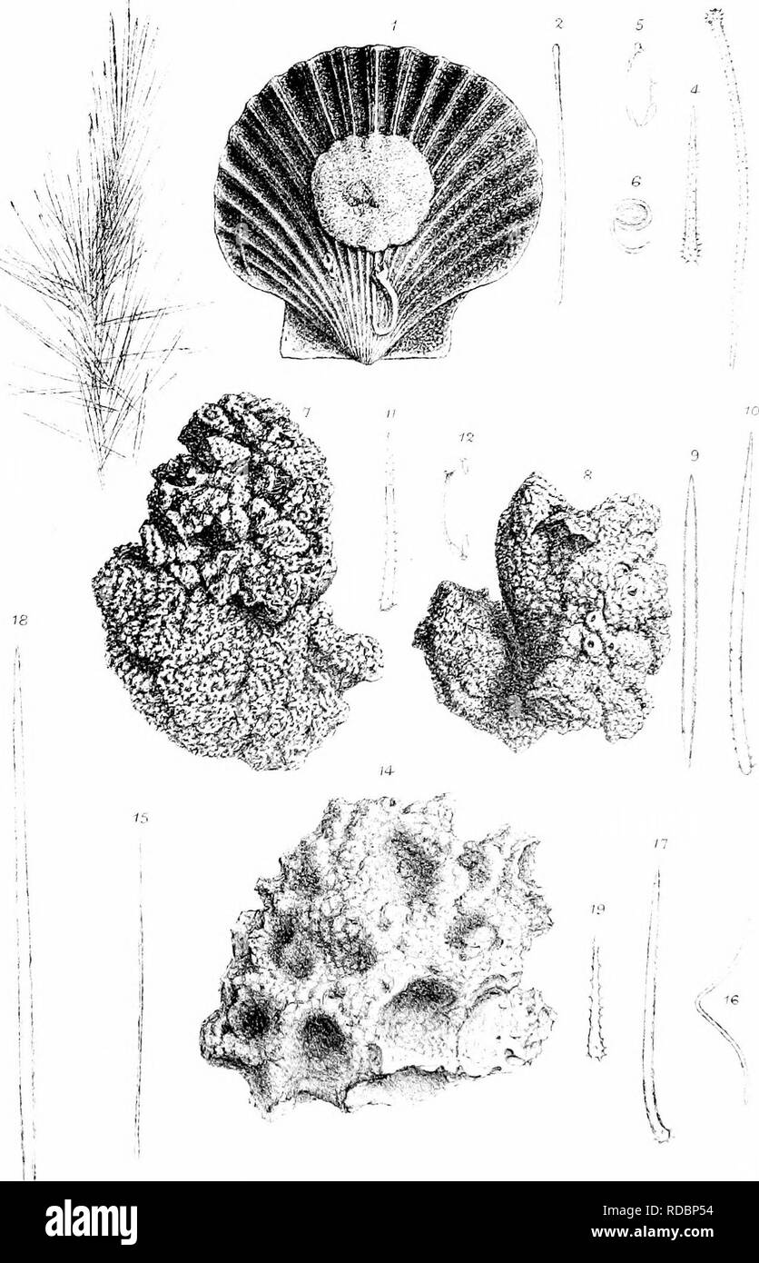 A Monograph Of The British Spongiada Sponges Pl Tiv Xxn W Hr Ik Ai L U M 1 I Iii Mlrl Oclotl V A Plmllif L F L I B M Knilotl M I 1 I M In Nq U I