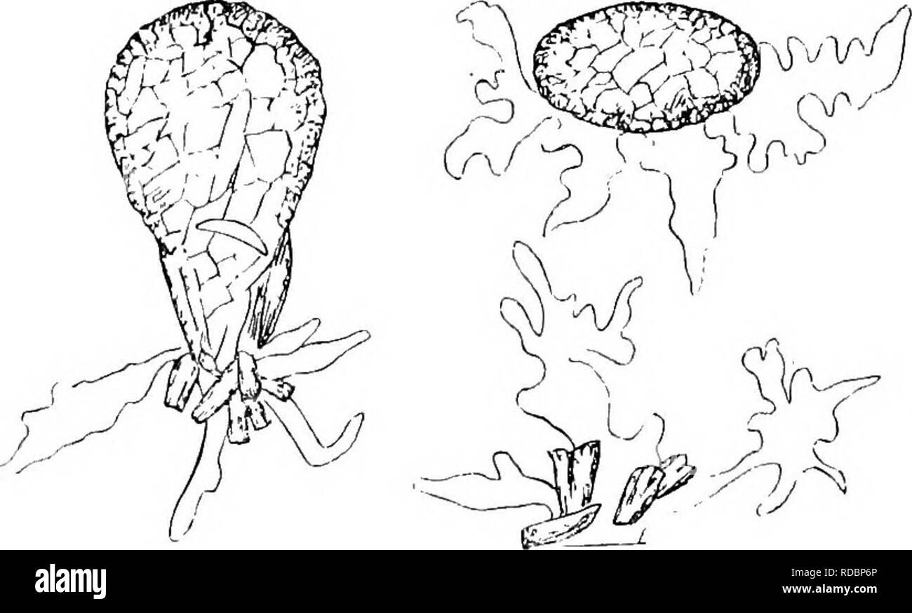 . The British freshwater Rhizopoda and Heliozoa. Rhizopoda; Heliozoa; Freshwater animals. PONTIGTJLASIA ELISA. 161 [(p. 64) 4. Pontigulasia elisa (Penard) Schouteden. (Figs. 107-109.) Difflugia elisa Penaed in Arch. Sci. nat. (3) XXIX (1893), p. 177, t. iii, f. 7. Pontigulasia incisa Rhumbler in Zeits. wiss. Zool. LXI, 1 (1895), p. 105, t. iv, ff. 5, 22-25; Penaed Faune Ehiz. Leman (1902), p. 315, ff. 1-6; Aveeintzev in Trudui S.-Peterb. Obslich. XXXVI (1906), 2, p. 169. Pontigulasia elisa Schoutbdbn in Ann. Biol. Lacustre I, 3 (1906), p. 345 (note). 107 108. 109 Figs. 107-109.—Pontigulasia el Stock Photo