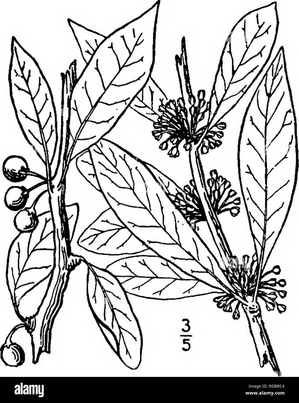 . North American trees : being descriptions and illustrations of the trees growing independently of cultivation in North America, north of Mexico and the West Indies . Trees. Southern Buckthorn 779 nodes ovate, 2 mm. long, blunt and sometimes unequal. The fruit is usually oval, 7 to 8 mm. long. 4. SOUTHERN BUCKTHORN — Bumelia lycioides (Linnasus) Gaertner Sideroxylon lycioides Linnaeus A slightly armed small tree or shrub of damp soil along streams or swamps from Virginia and Illinois to Florida and Texas, becoming 9 meters tall, with a trunk diameter of 1.5 dm. It is also called Ironwood, Buc Stock Photo