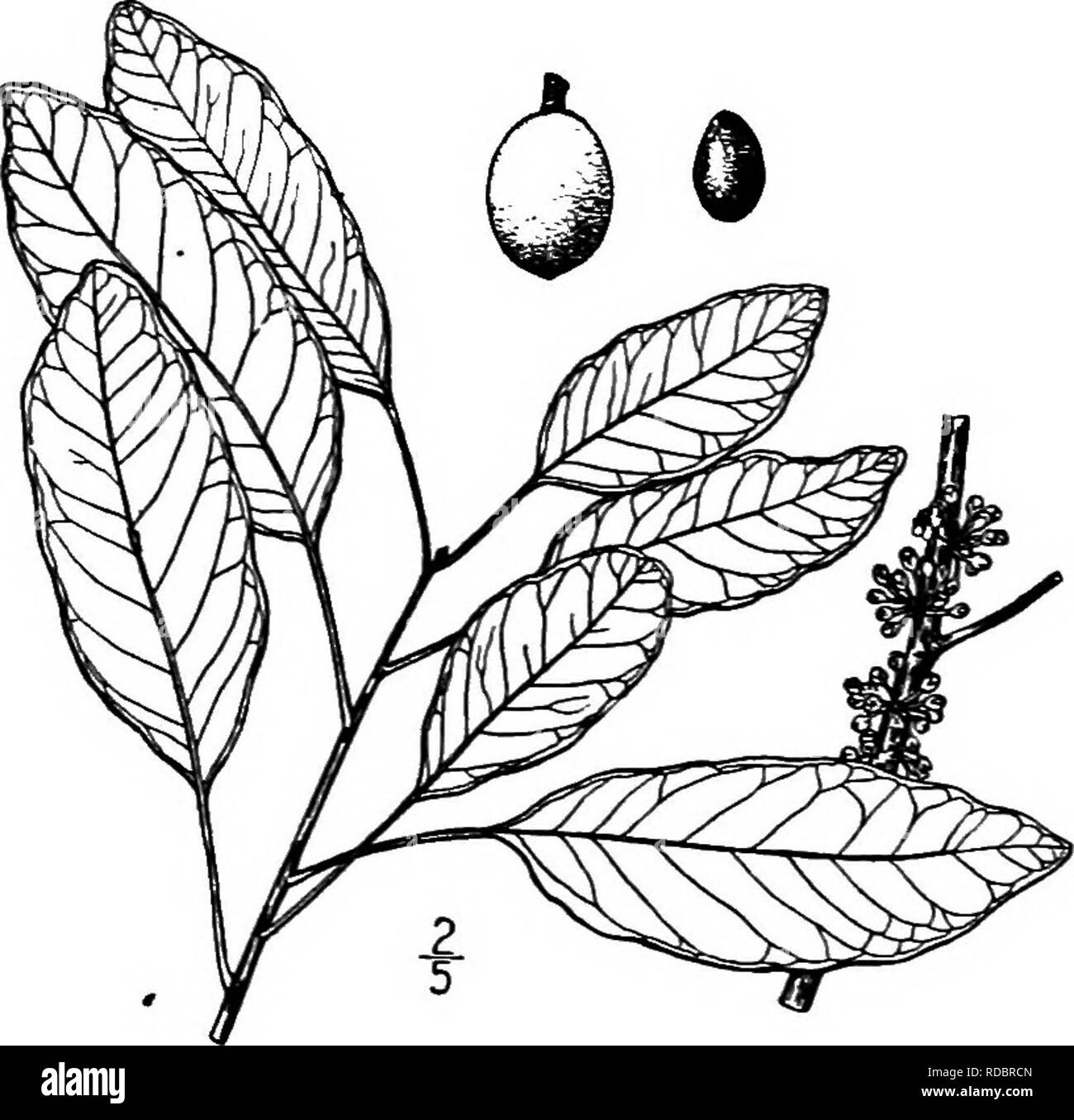 . North American trees : being descriptions and illustrations of the trees growing independently of cultivation in North America, north of Mexico and the West Indies . Trees. 774 Mastic The name is Greek, in reference to the golden pubescence on the under side of the leaves. II. MASTIC GENUS SIDEEOXyLON [DILLENIUS] LINN^US Species Sideroxylon foBtddissimnm Jacquin Sideroxylon mastichodendron Jacquin ^LSO called Wild olive, this is a large tree of rich hammocks in penin- sular Florida and the Keys, and is widely distributed in the Bahamas and other West Indies. Its maximvmi height is about 25 m Stock Photo