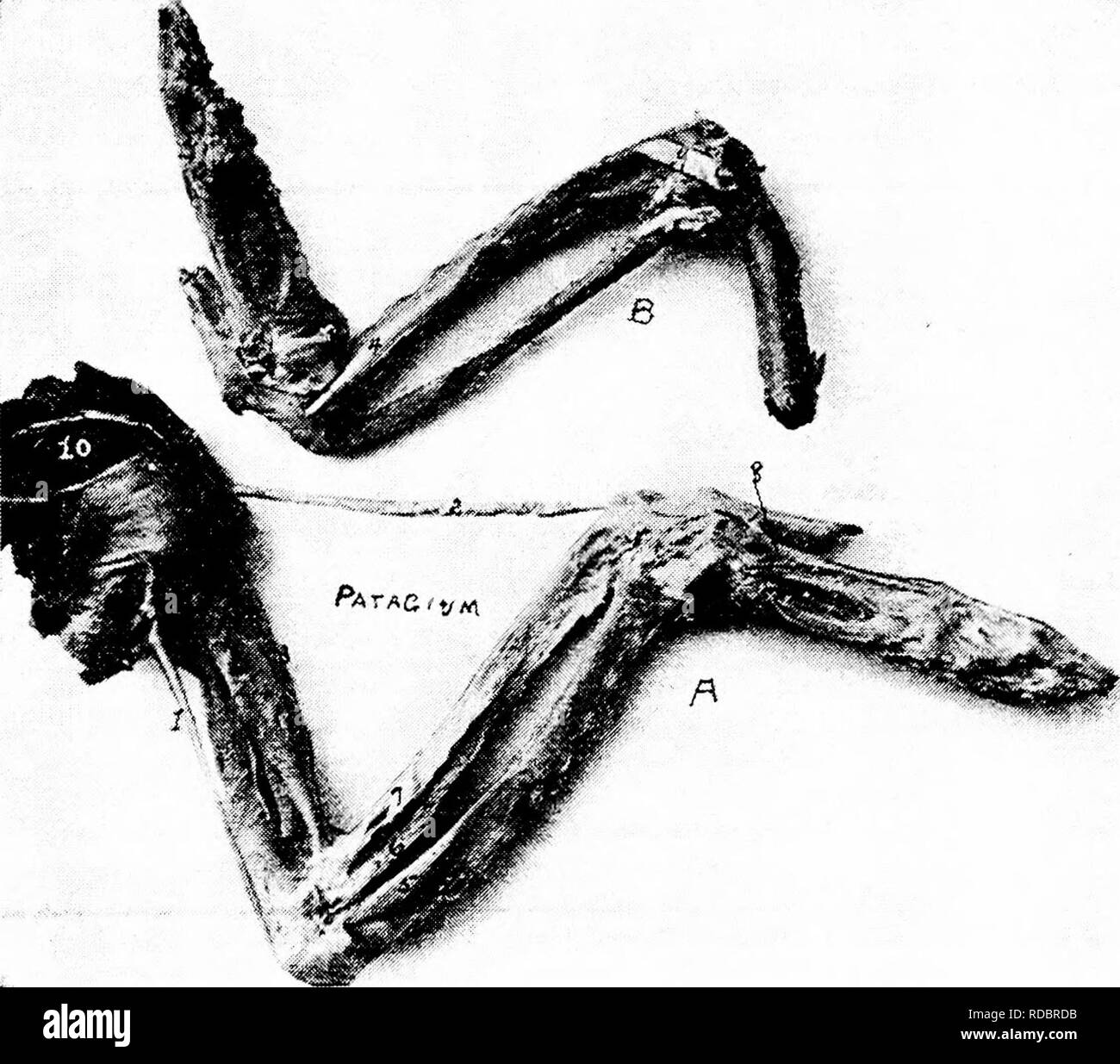 . The anatomy of the domestic fowl . Domestic animals; Veterinary medicine; Poultry. 62 ANATOMY OE THE DOMESTIC FOWL distal extremity of the humerus and the tuberculum internum of the ulna (Fig. 14, No. 9). The Ugamentum annulare radii originates on the olecranon, sur- rounds the head of the radius, and is attached to the tuberculum internum of the ulna (Fig. 15, No. 3). The Ugamentum cubiti teres extends from the head of the radius to the upper end of the ulna (Fig. 15, No. 4).. Fig. 14.—Muscles and ligaments of the arm and forearm of a hen. A. External view, i, Expansor secundarium. i!, Tens Stock Photo