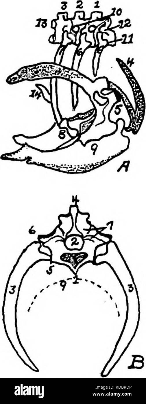 . The anatomy of the domestic fowl . Domestic animals; Veterinary medicine; Poultry. 38 ANATOMY OF THE DOMESTIC FOWL is longer than that of the preceding. The articulations of each vertebra with adjoining vertebrae are effected by means of di- arthrodial facets, convex in one direction and concave in the other. Between the bodies of the vertebrae are pads of fibrous cartilage. Above these bodies and inferior to the neural spines extends through-. FiG. 10.—A. Diagram of three first dorsal vertebrae and scapular arch-side view. B. Diagram of section through the hemal arch. A. I, First dorsal seg Stock Photo