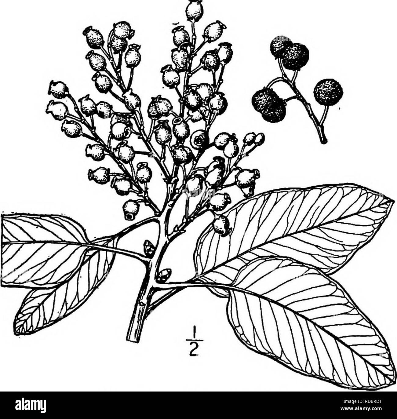 . North American trees : being descriptions and illustrations of the trees growing independently of cultivation in North America, north of Mexico and the West Indies . Trees. Fig. 693. — Madrona. gravity about 0.70; it is used to a slight extent for furniture and largely burned for charcoal, for use in the manufacture of gunpowder. The astringent bark has been used in tanning and in medicine. It is the handsomest and largest member of the Heath family, at least in North America. 2. TEXAN MADRONA —Arbutus texana Bucyey Arbutus xalapensis S. Watson, not Humboldt, Bonpland and Kunth A small everg Stock Photo