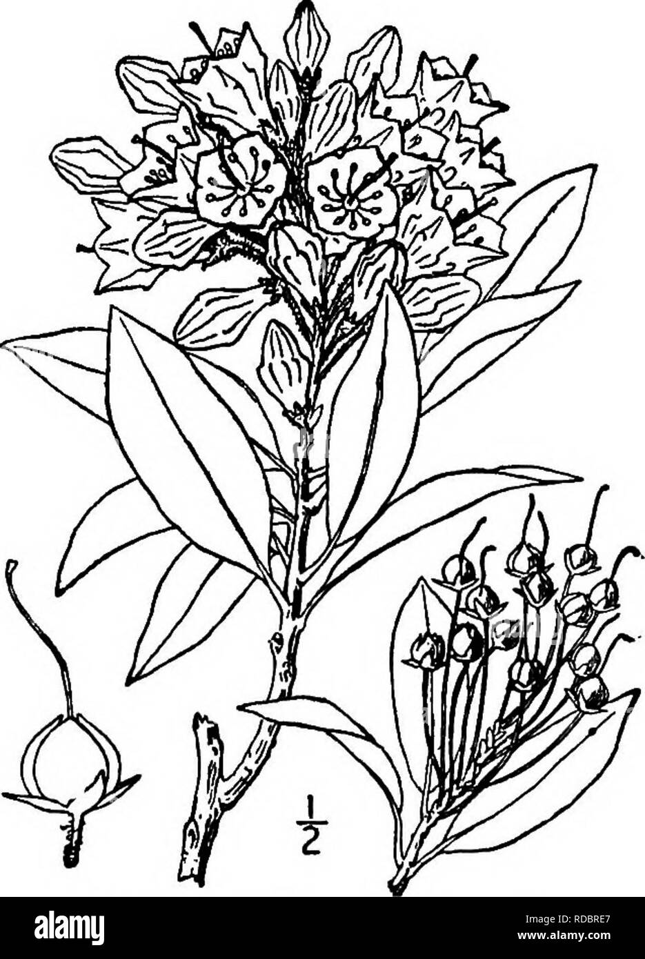 . North American trees : being descriptions and illustrations of the trees growing independently of cultivation in North America, north of Mexico and the West Indies . Trees. Mountain Laurel 755 III. MOUNTAIN LAUREL GENUS KALMIA. LINN^US Species Ealmia latdf olia Linnaeus HIS beautiful small evergreen tree or shrub is well known from New Brunswick and Ontario to Ohio, Arkansas, Florida and Louisijina. In the North it grows mostly in moist soil near swamps, but south- ward it is found on dry or rocky hillsides, reaching a maximum height of 12 meters, with a trunk diameter of 5 dm. It is so well Stock Photo