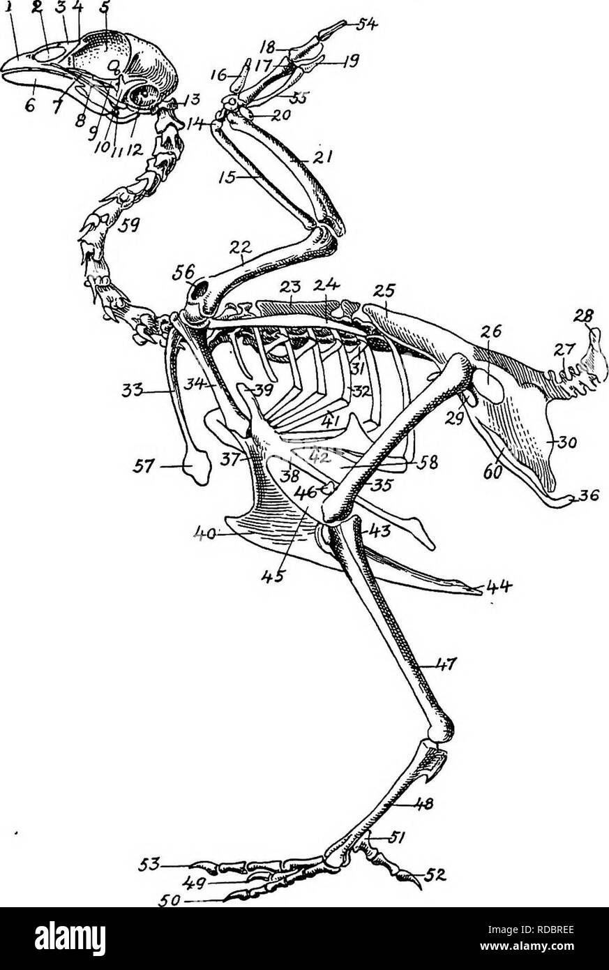 . The anatomy of the domestic fowl . Domestic animals; Veterinary medicine; Poultry. 24 ANATOMY OF THE DOMESTIC FOWL. Pig. 4.—The skeleton of the domestic fowl, i, Os incisivum. 2, External nasal opening. 3, Os nasale. 4, Os lachrymale. 5, Lamina perpendicularis. 6, Os dentale. 7, Os palatine. 8, Os quadrato-jugal. 9, Os pterygoideum. 10, Os quadratum. 11, Os articulare. 12, External auditory canal. 13, Atlas. 14, Os carpi radiale. 15, Radius. 16, First finger. 17, Os metacarpus. 18, Second finger. 19, Third finger. 20, Os carpi ulnare. 21, Ulna. 22, Humerus. 23, Thoracic vertebras. 24, Scapul Stock Photo