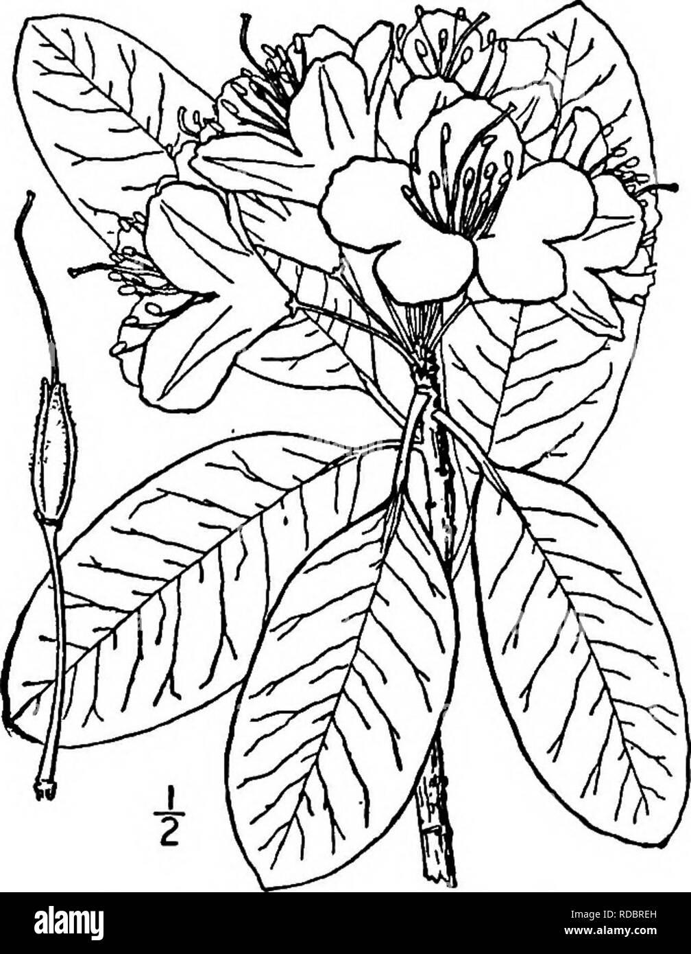 . North American trees : being descriptions and illustrations of the trees growing independently of cultivation in North America, north of Mexico and the West Indies . Trees. Fig. 688. — Mountain Rose Bay. 2. MOUNTAIN ROSE BAY Rhododendron catawbiense Michaux This evergreen shrub, sometimes be- comes a small tree, and is also called Catawba Rhododendron and Carolina Rho- dodendron. It occurs mostly on moun- tain sides and summits, from Virginia and West Virginia to Georgia and Alabama, attaining a maximum height of 6 meters, with a trunk diameter of i dm. The trunk is short, crooked, and much  Stock Photo