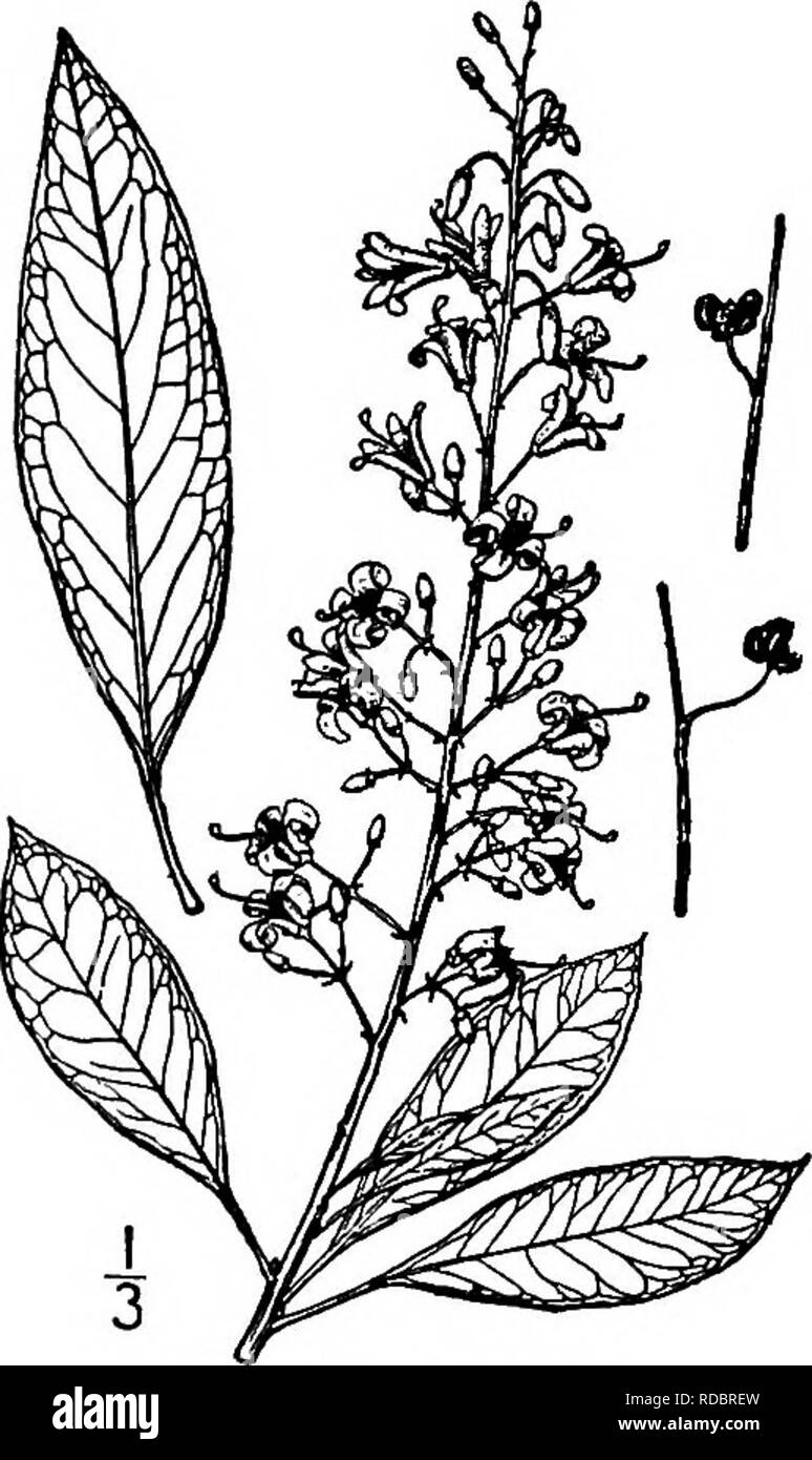 . North American trees : being descriptions and illustrations of the trees growing independently of cultivation in North America, north of Mexico and the West Indies . Trees. EUiottia 751 I. ELLIOTTIA GENUS ELLIOTTIA MUHLENBERG Species EUiottia racemosa Muhlenberg JLLIOTTIA is one of the most local and rarest of trees, as it is knovm only from a limited area in the sand hill country of southeastern South Carolina and adjacent Georgia; its maximum height is 6 me- ters, with a trunk diameter of about i dm., but it is mostly a shrub. The trunk is short, the branches upright and ascending. The bar Stock Photo