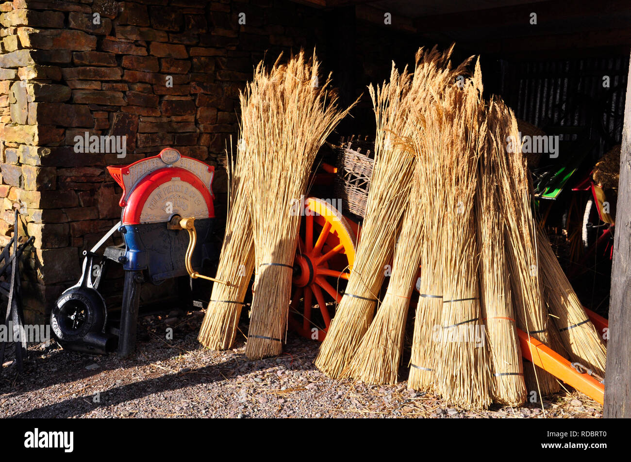 Thatching reeds dried and ready for use on the roofs of the cottages in the Kerry Bog Village, County Kerry,Ireland. Stock Photo