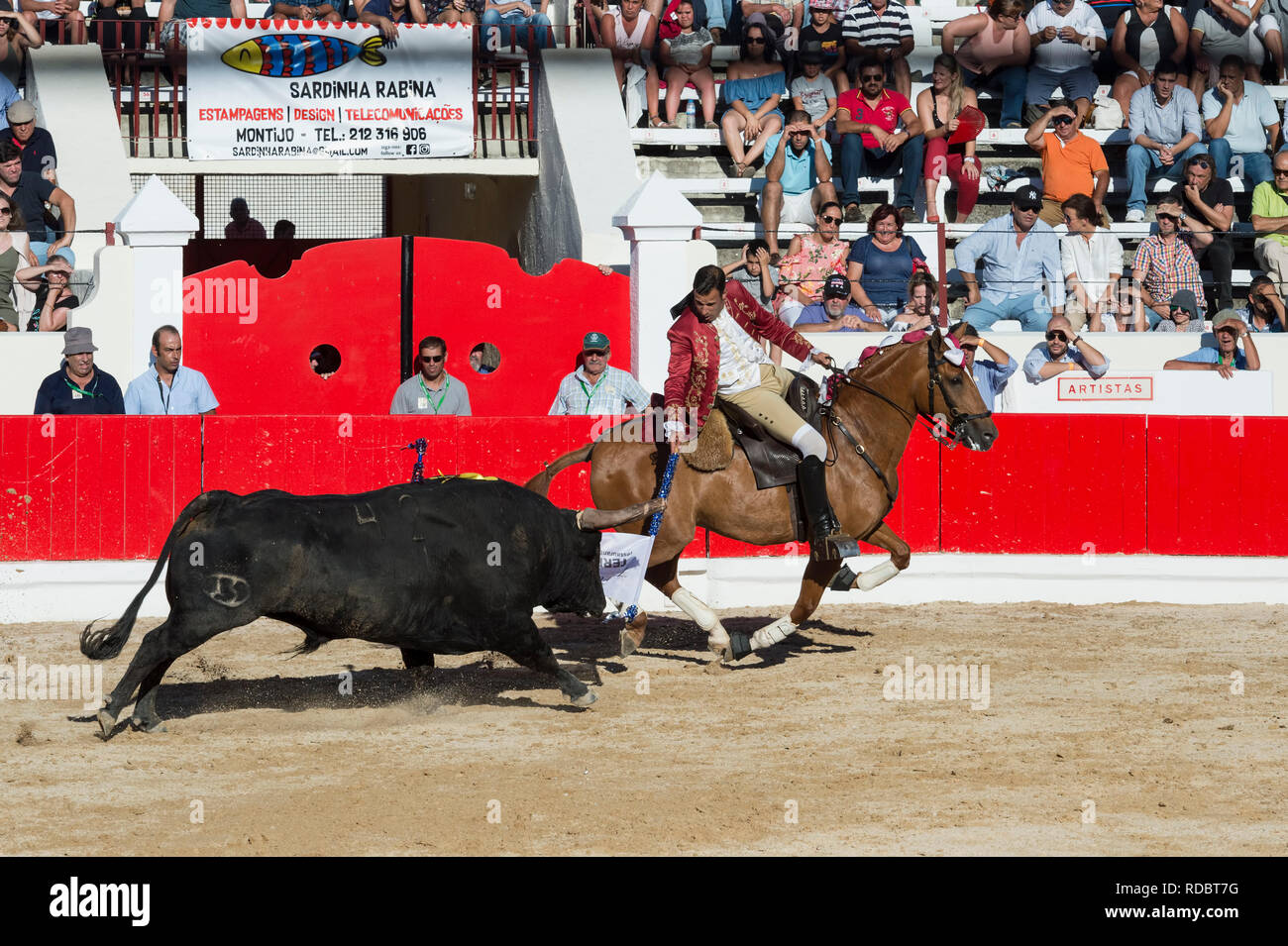 Bullfight in Alcochete. Horseman stabbing banderilla on a bull, Bulls are not killed during the bullfight, Alcochete, Setubal Province, Portugal Stock Photo