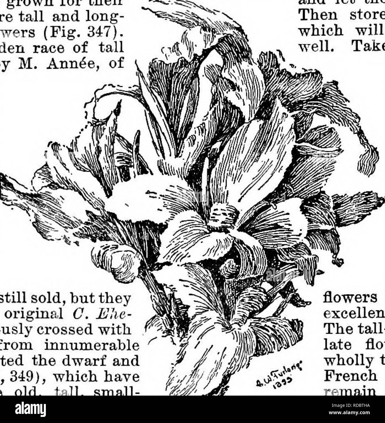 . Cyclopedia of American horticulture, comprising suggestions for cultivation of horticultural plants, descriptions of the species of fruits, vegetables, flowers, and ornamental plants sold in the United States and Canada, together with geographical and biographical sketches. Gardening. 238 CANNA CANNA in a terminal raceme or panicle, very irregular : capsule 3-loculecl and several-many-seeded (p, Fig. 346); sepals, s, 3 and small and usually green ; petals 3, ccc, mostly narrow and pointed, green or colored ; style single and long, e; the stamens are represented by petal-like, ob- lanceolate  Stock Photo