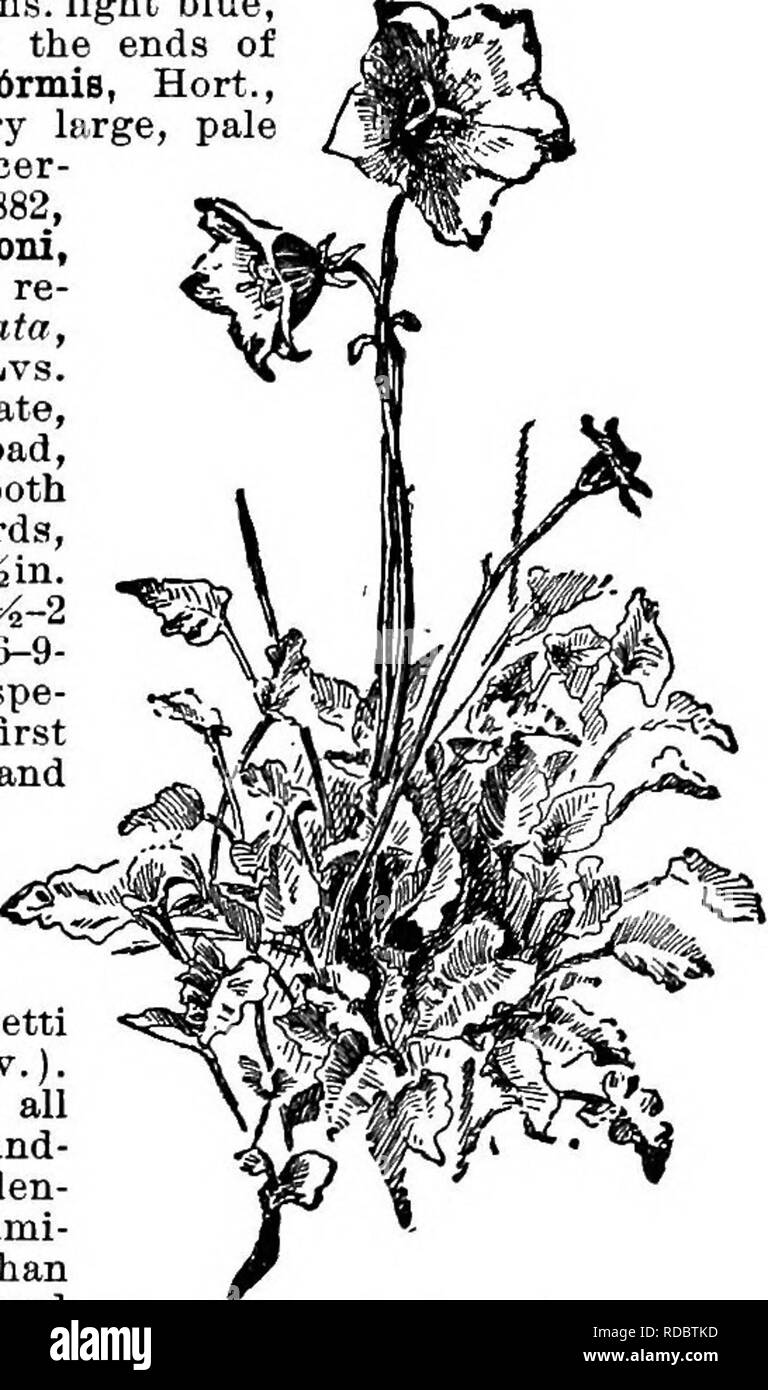 . Cyclopedia of American horticulture, comprising suggestions for cultivation of horticultural plants, descriptions of the species of fruits, vegetables, flowers, and ornamental plants sold in the United States and Canada, together with geographical and biographical sketches. Gardening. CAMPANULA CAMPANULA 231 commoner. It is dwarter, much branched, with long, scabrous Ivs. and pale bluish to violet fls. See Mottet's translation of Nicholson, Diet. Gard. Var. div6rgens, Willd., has larger fls.- and broader Ivs. than the type. G.C. III. 16:597. C. Sibhnca usually does best when treated as a bie Stock Photo