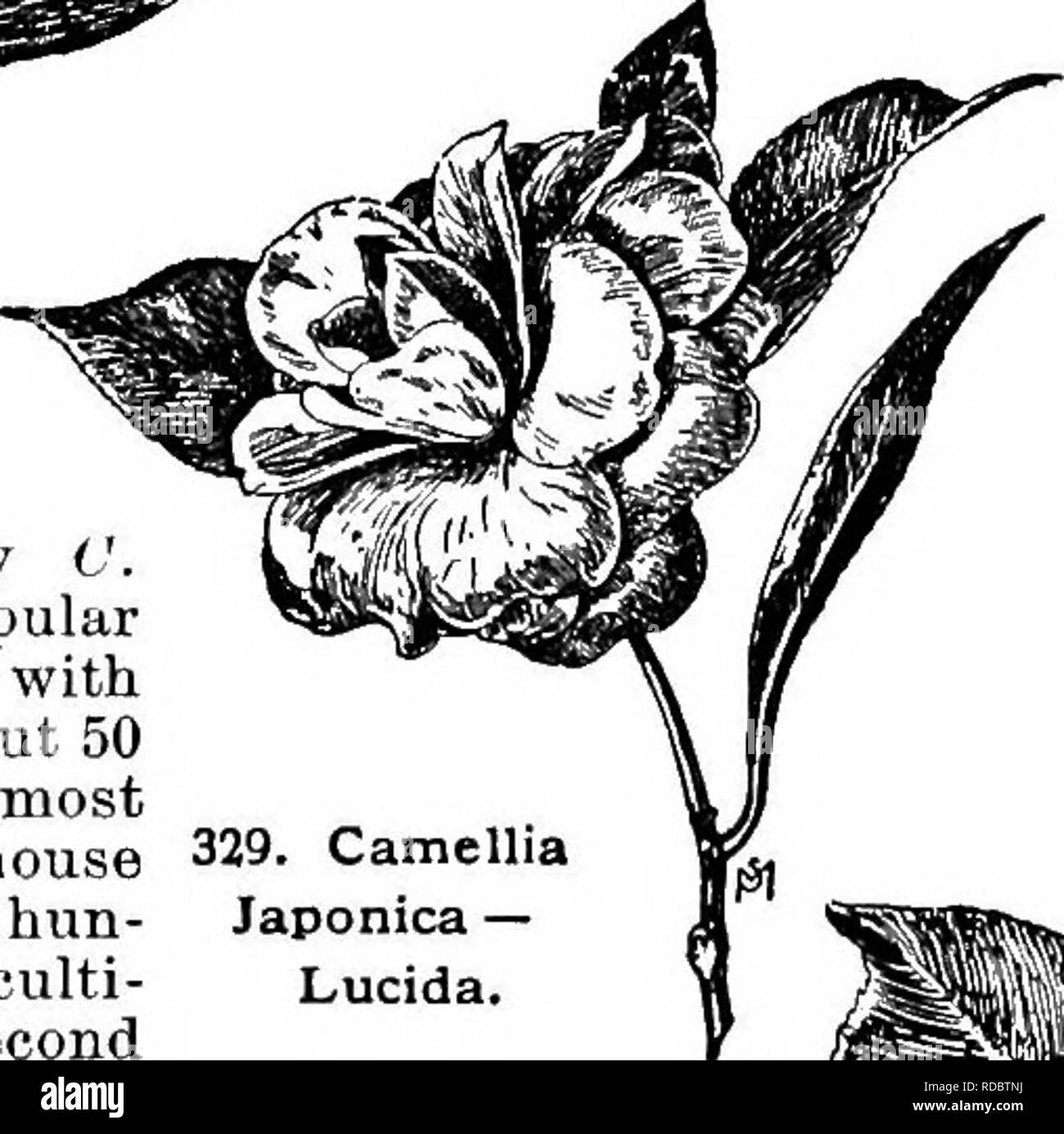 . Cyclopedia of American horticulture, comprising suggestions for cultivation of horticultural plants, descriptions of the species of fruits, vegetables, flowers, and ornamental plants sold in the United States and Canada, together with geographical and biographical sketches. Gardening. 329. Camellia Japonica — Lucida. CAU£LLIA (after George Joseph Kamel or Camellus, a Moravian Jesuit, who traveled in Asia in the seventeenth century). Ternstrwmihcece. Evergreen trees or shrubs; Ivs. alternate, short-petioled, serrate: fls. large, axillary or terminal, usually solitary, white or red ; sepals an Stock Photo