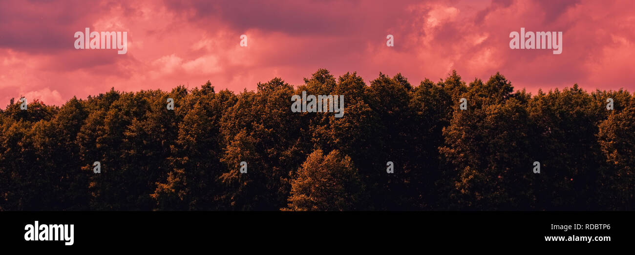 Clouds And Forest Panoramic Landscape Banner For Design Ukraine