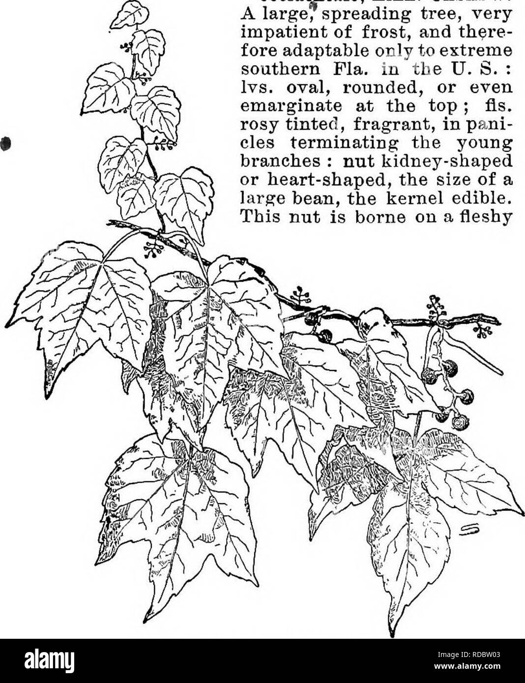 . Cyclopedia of American horticulture, comprising suggestions for cultivation of horticultural plants, descriptions of the species of fruits, vegetables, flowers, and ornamental plants sold in the United States and Canada, together with geographical and biographical sketches. Gardening. 81. Ampelopsis tricuspidata. Showing a yoimg leaf and the disks on the tendrils by which the plant is attached to walls. seijaniseidlia, Bunge. Roots tuberous : lvs. 3-5-parted or digitate, chartaeeous, shining and dark green above, the divisions pinnate, with winged rachis, the pinnse separate from the wings : Stock Photo