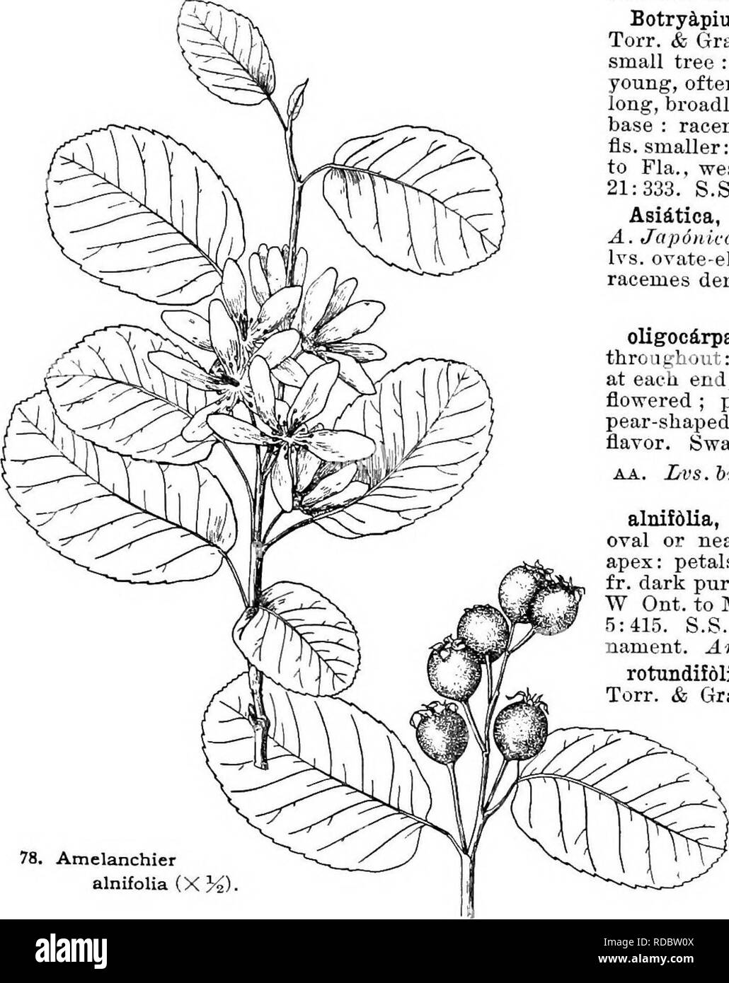 . Cyclopedia of American horticulture, comprising suggestions for cultivation of horticultural plants, descriptions of the species of fruits, vegetables, flowers, and ornamental plants sold in the United States and Canada, together with geographical and biographical sketches. Gardening. AMASONIA AMASOiriA (after Thomas Amason, early American traveler), ^'erbendcea. Greenhouse shrub from Trini- dad, with long, tubular, hairy yellow fls. and bright red bracts, which remain attractive two or three months at a time. calyoina, Hook. f. {A.punicea,'Rort. notVahl.). Lvs. 6-12 in. long, elliptic, acum Stock Photo