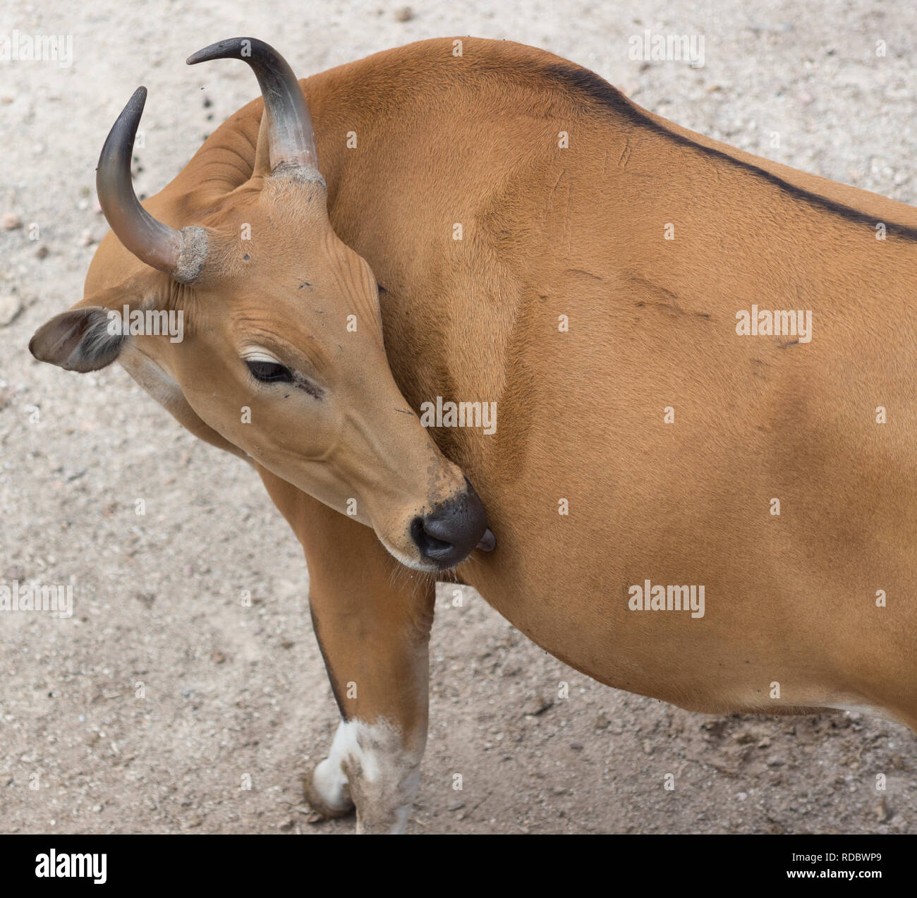 Top view of brown cow Stock Photo - Alamy