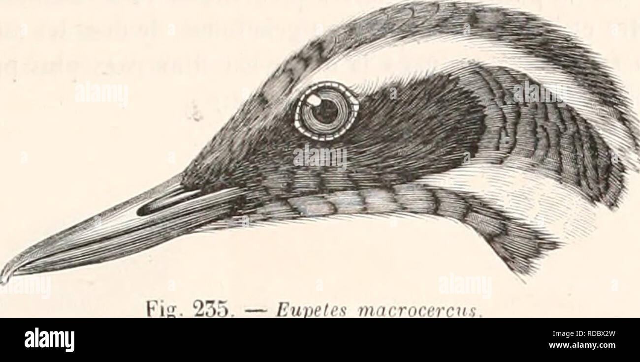 . EncyclopÃ©die d'histoire naturelle; ou, TraitÃ© complet de cette science d'aprÃ¨s les travaux des naturalistes les plus Ã©minents de tous les pays et de toutes les Ã©poques: Buffon, Daubenton, LacÃ©pÃ¨de, G. Cuvier, F. Cuvier, Geoffroy Saint-Hilaire, Latreille, De Jussieu, Brongniart, etc. etc. Natural history. OISEAUX. 227 lyiaiines lutÃ©ralcs. (jrtiiidfs vers k: milieu ilii licc. h niiiitir coul'i'fies pur une membrane ijurnlc d'un duvet serrÃ© (/ni revÃ©l loule in base de In mund'dmle.. Eupeles macrocercns. Ailes IrÃ¨s-conrles, nbouÃ¹ssani i ers l'urtijine de la (nene, siirobtuscs; les i Stock Photo