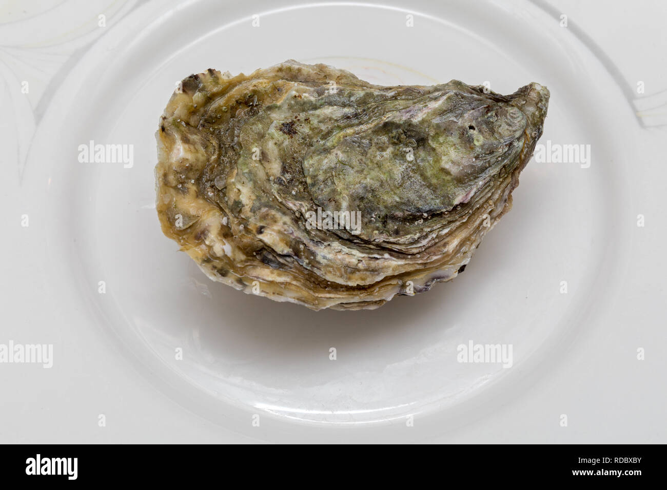 One Fresh Oyster at Plate Seafood Stock Photo