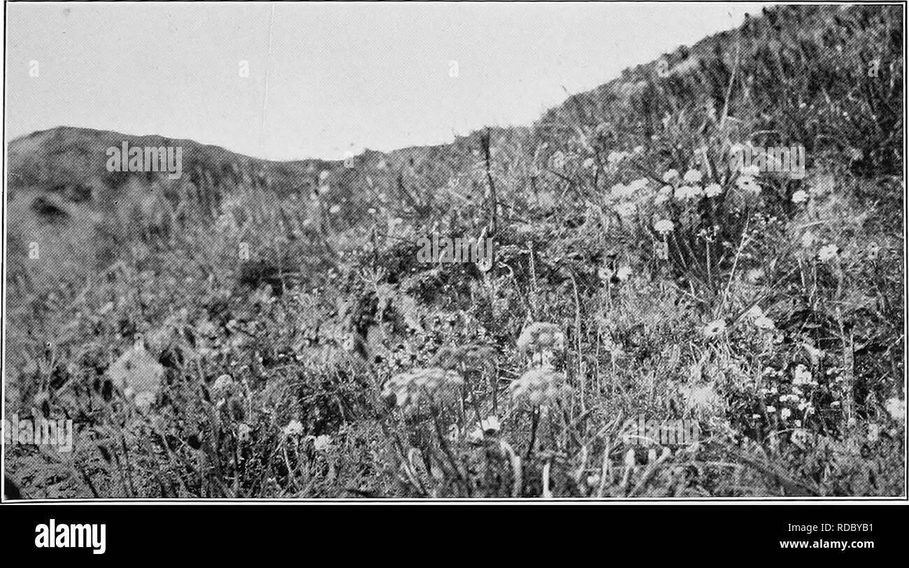 . Report of the Canadian Arctic Expedition 1913-18. Scientific expeditions. Fig. 1. Valley, Herschel island. Lagotis glauca Gaertn, var. Slelleri Cham, et Schl., Parrya macrocarpa R. Br., Pliaca frigida L., and Pedicularis capitata Adams, in bloom. July 29, 1916. (Photo by F. Johansen). Fig. 2. Hillside, Herschel island. Erigeron grandiflorus Hook., Selinum cnidii/olium Turcz., Myosotis silvaiica Hoffm., Senecio frigidus Less., in bloom. July 29, 1916. (Photo by F. Johansen). Please note that these images are extracted from scanned page images that may have been digitally enhanced for readabil Stock Photo