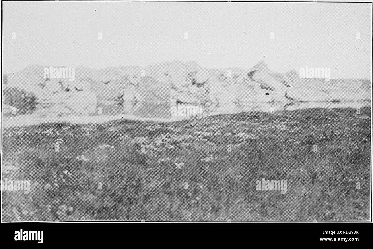 . Report of the Canadian Arctic Expedition 1913-18. Scientific expeditions. Kg. 1. Low hummock on coastal tundra, Collinson point, Alaska, February 27, 1914. The strong winds prevent snow from gathering except in gullies or depressions. (Photo by F, Johansen). Fig. 2. Draba alpina L., in clusters on grassy tundra at edge of Camden bay, Konganevik, Alaska, July i, 1914. Screwed-up ice in back ground. (Photo by F. Johansen). Please note that these images are extracted from scanned page images that may have been digitally enhanced for readability - coloration and appearance of these illustrations Stock Photo