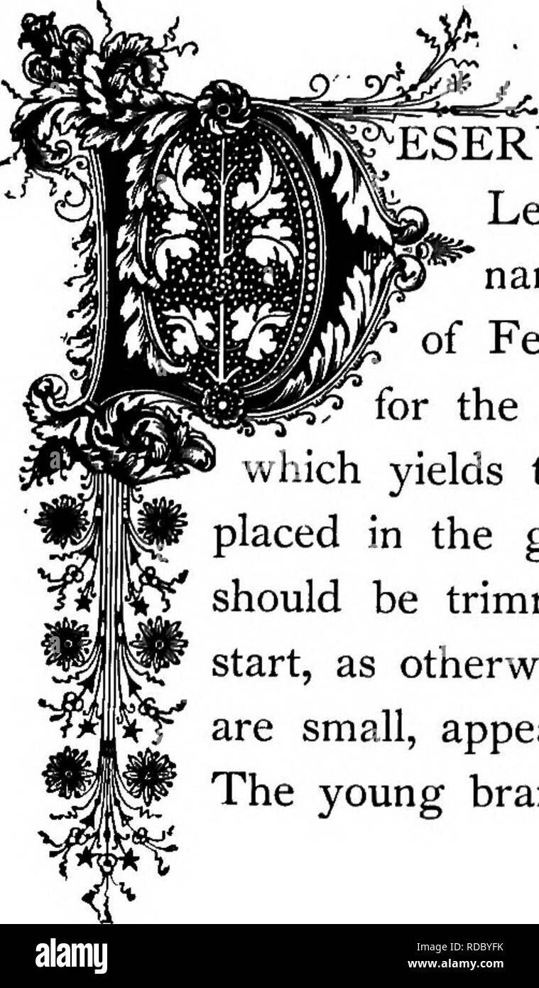 Shrub verbena Black and White Stock Photos & Images Alamy