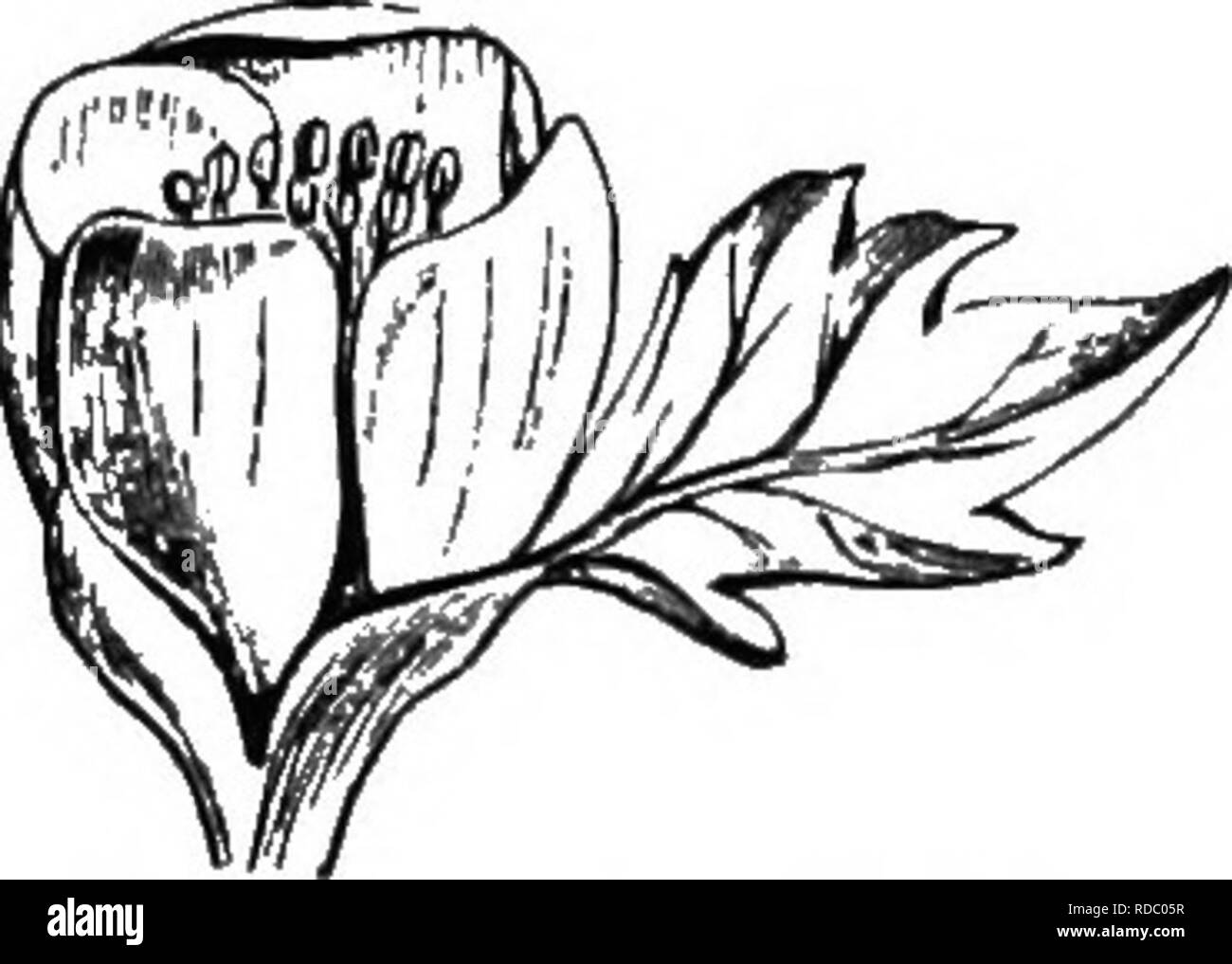 . The origin of floral structures : through insect and other agencies. Plants; Flowers; Flowers. PROGBESSIVE METAMORPHOSES. 289 compound blades are retained (see Fig. 24, p. 93). In Pedicularis the blades are present as a minute fringe on the edge. In Ranunculus, Potentilla, etc., the broad base of the petiole is the only part present, for in abnormal conditions the blade may be borne above (Fig. 66). Similarly, in a gamosepalons calyx the teeth as a rule seem to be all that remain to represent the blades ; for in Trifolium, repens, when virescent, trae unifoliate blades are developed on elong Stock Photo