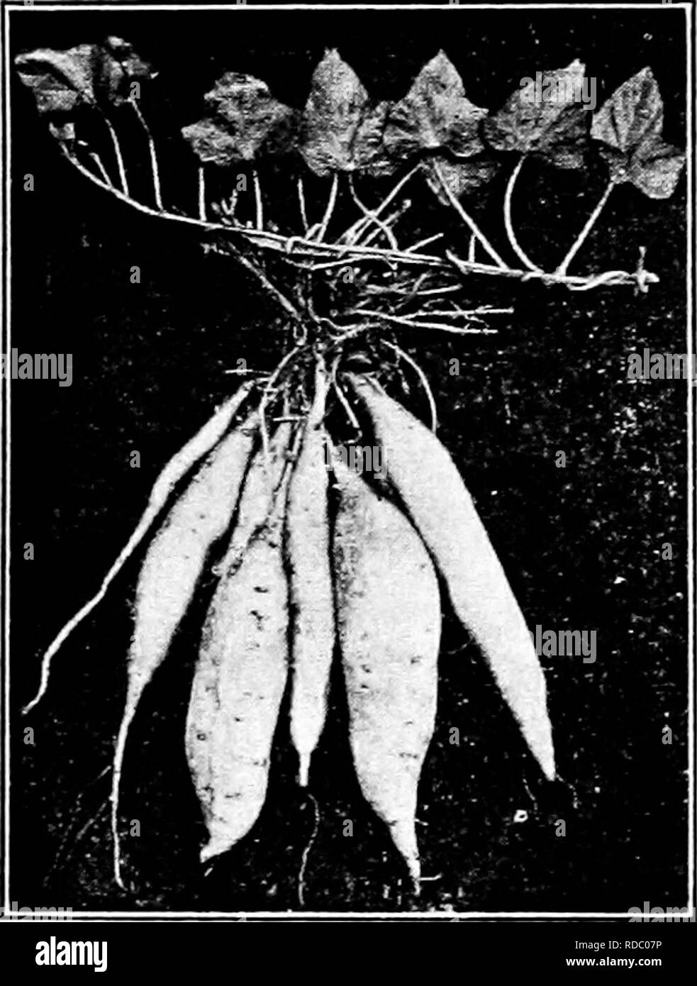 . Plant propagation : greenhouse and nursery practice . Plant propagation. liOTTOM HEAT 91 FIG. 81 GLASS COVERED CUT- TING FRAME. must be avoided, because the reverse are necessar}- to rout making, which should always, except perhaps with tuber and root cuttings, precede growth of stem and leaf. The philosophy of this is apparent; for when growth starts, the foods stored in the plant are moved rapidly to the part that has become active. Hence if the part be above ground all the food goes there; in fact, is removed from the part that should form roots. Result, breakdown and death. Con'ersely,  Stock Photo