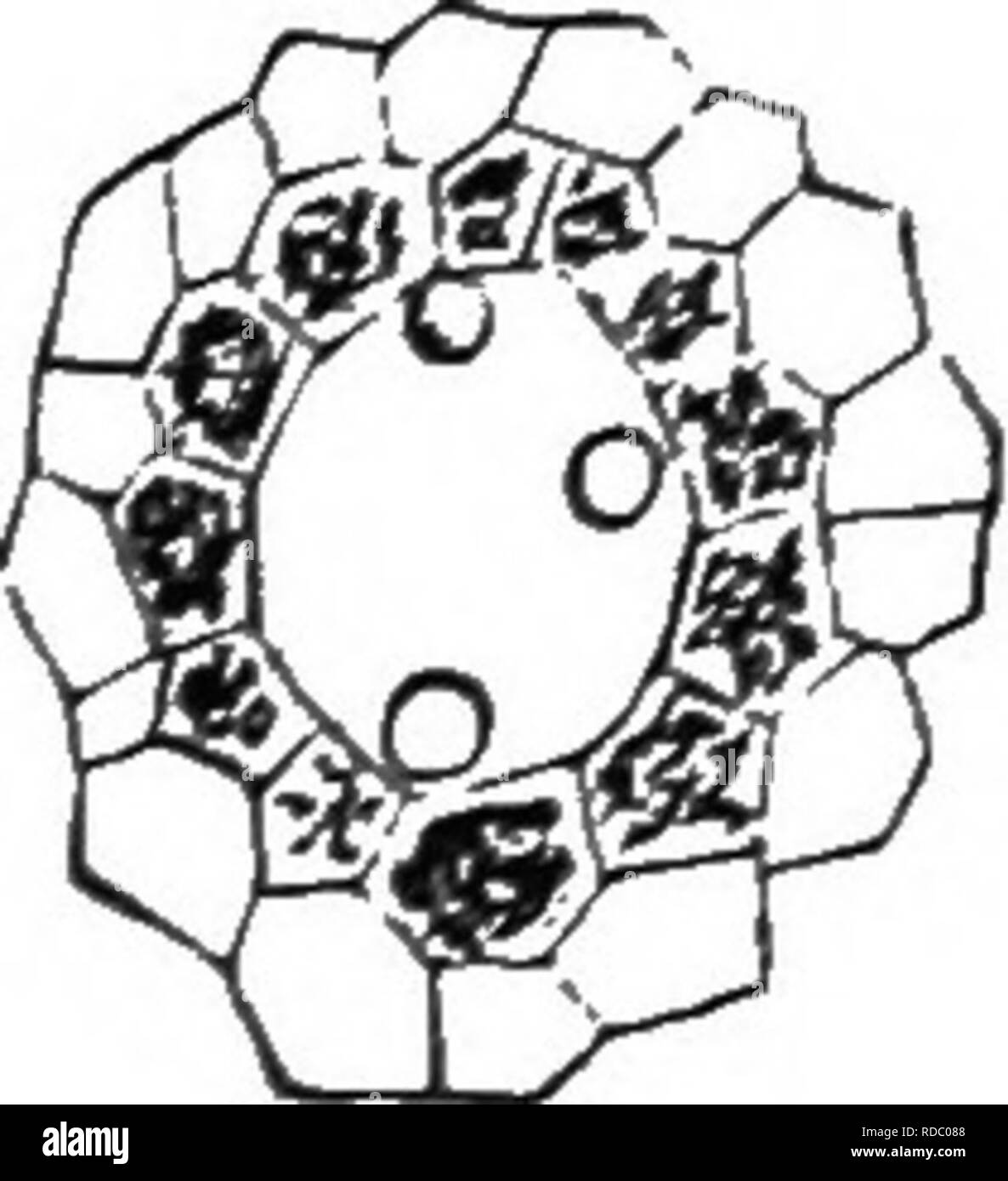 . The origin of floral structures : through insect and other agencies. Plants; Flowers; Flowers. 164. THE STRUCTURE OF FLOWERS. CHAPTER XVIII. IRRITATION OF THE POLLEX-TUBE—THE ORIGIN OF CONDUCTING TISSDES. The first effect produced by the action of the germination of the pollen-tube is the formation of the so-called conducting tissue or layers of specialized cells which nourish the tube in its downward growth. Like glandular nectaries, this tissue consists of small merismatic-like cells, highly charged with nutritive and saccharine substances. In some cases it is a metamorphosed condition of  Stock Photo