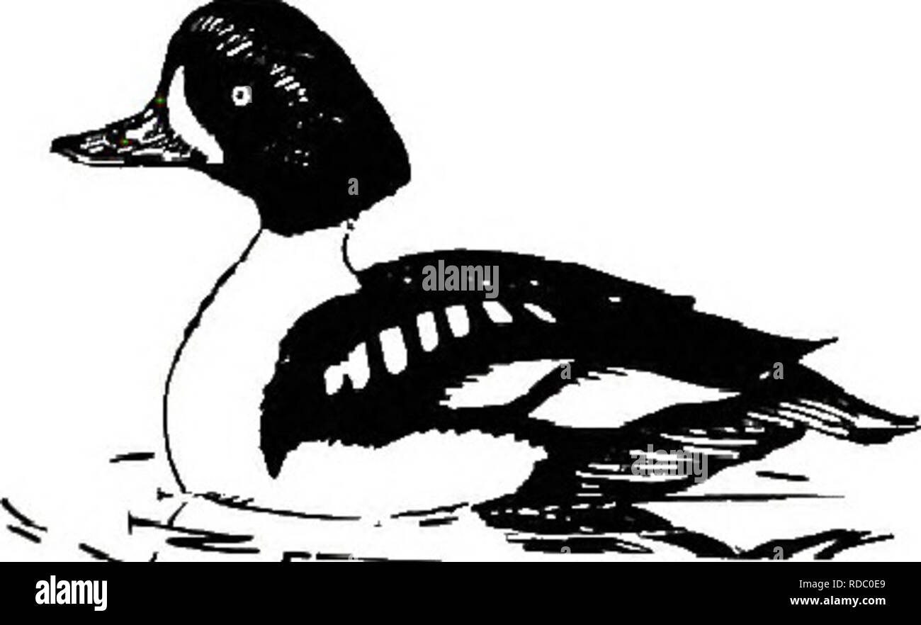 Tanager finches Cut Out Stock Images & Pictures - Alamy