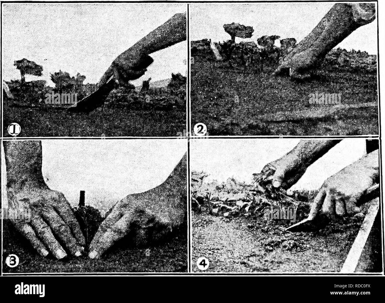 . Plant propagation : greenhouse and nursery practice . Plant propagation. 52 i'LANT 1'KO1'A(.:AT10i Tliiekivia basicoht ;iii(l L'liuiiiu bclicola. J'.y c.Npcriniciitiiii; with soil infested with Pytliium ilcbtirytiiiiiiii. licating to 130 to 212 dej^rees and treating with 20 to oO i)cr cent solutions of formaUn and various quantities of carhon liisulpliidc, he found that Canielina, a plant very susceptible to attacks of this fungus made good growths, the action of this fungus being reduced even to nothing. 79- Damping-off seedlings in plant beds, according to the Minne- sota station, is comm Stock Photo