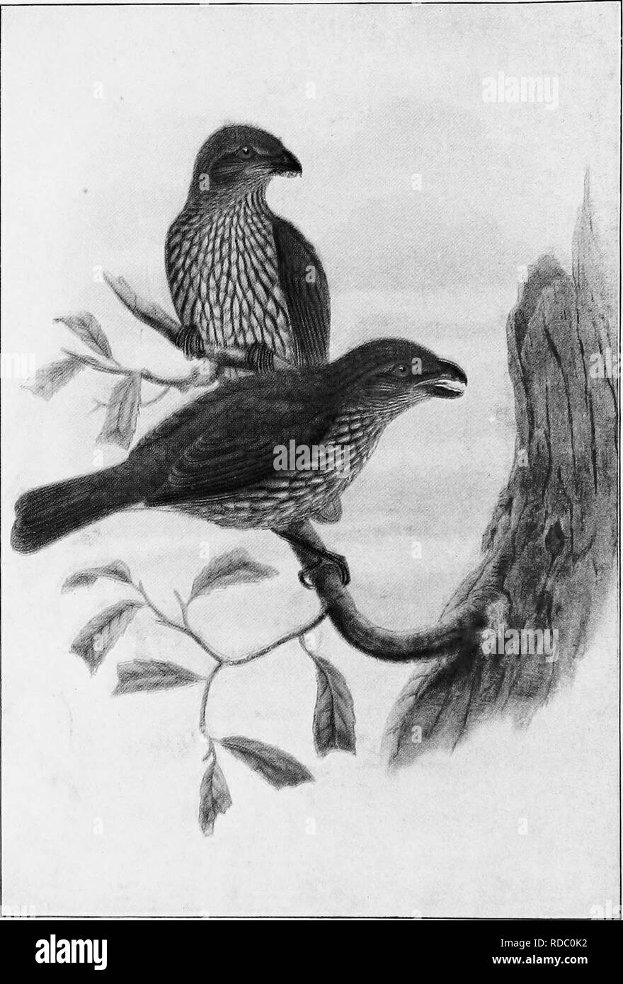 . The birds of Australia. Birds. Toobh-billed liower-bird SceiioiJccetes dentirostris Eauisay. (After Qotjld-Sharpe.) [See page 414.]. Please note that these images are extracted from scanned page images that may have been digitally enhanced for readability - coloration and appearance of these illustrations may not perfectly resemble the original work.. Lucas, Arthur Henry Shakspere; Le Soue?f, W. H. Dudley. Melbourne, London [etc. ] Whitcombe and Tombs Limited Stock Photo