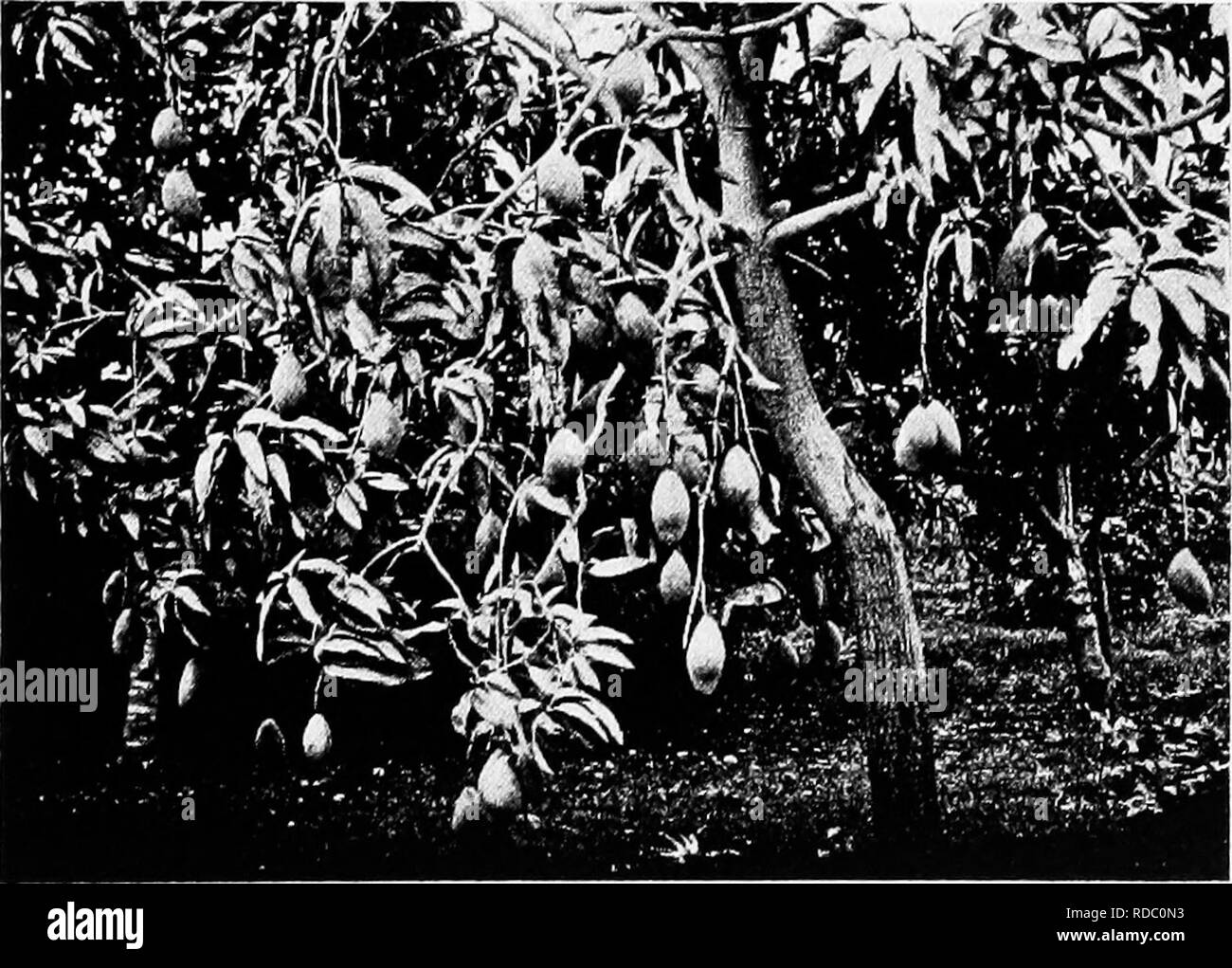 . Tropical agriculture : the climate, soils, cultural methods, crops, live stock, commercial importance and opportunities of the tropics . Agriculture. Young Avocado Tree in Fkuit, Trapp Variety. Sandersha Mango Tree in Bearing. Please note that these images are extracted from scanned page images that may have been digitally enhanced for readability - coloration and appearance of these illustrations may not perfectly resemble the original work.. Wilcox, Earley Vernon, 1869-. New York ; London : D. Appleton and Company Stock Photo