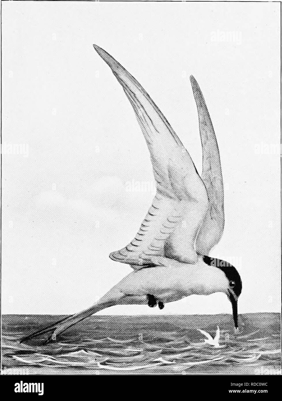 . The birds of Australia. Birds. THE WHITE-FKONTED TEEN 77 The White-fronted Tern. Sterna frontalis. New Zealand and Australian coasts. White at base of bill, crown and nape black, the feathers filamentous; upper surface pale grey; outer web of first primary black, other primaries edged with white to the tips of the inner webs; uuderparts white, sometimes with pink tinge; bill black. Total length 16 to 17 inches, according to development of tail-streamers, culmen 2.2, wing 11.25, tail 7, depth of fork 4, tarsus 0.85. In moulting plumage the crown and forehead are mottled with white.. Toy. &quo Stock Photo