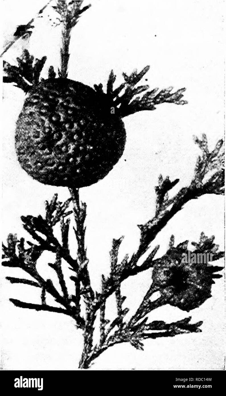 . Botany for agricultural students . Botany. CEDAR APPLES AND APPLE RUST (GYMNOSPORANGIUM) 401 . hope, however, seems to be in breeding and selecting ymeties of grains which can resist the attack of the Rust, and ^roie progress has already been made in this direction. j^ Cedar Apples and Apple Rust (Gymnosj&amp;il^giuin).i â There are several Rusts belonging'to this group, 4)r^the one producing Cedar Apples and the Rust /^ on Apple trees is the most common and the most im- portant of the group. It is common in nearly every region where Red CedaÂ«^ grow, but does most dam^e to fruit trees in th Stock Photo