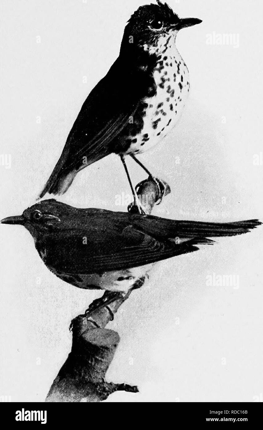 jersey birds