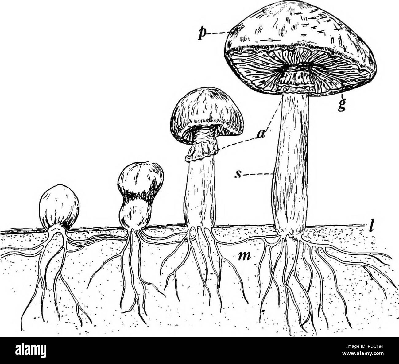 Gill Fungi Black And White Stock Photos Images Alamy