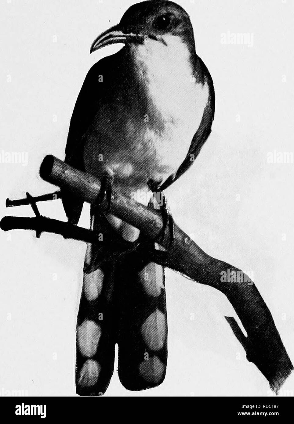 jersey birds