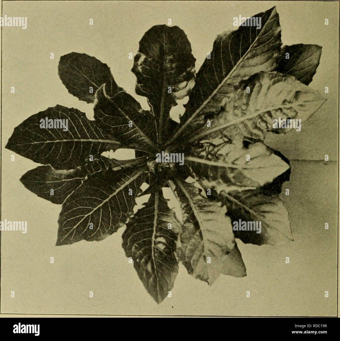 Radium seeds hi-res stock photography and images - Alamy