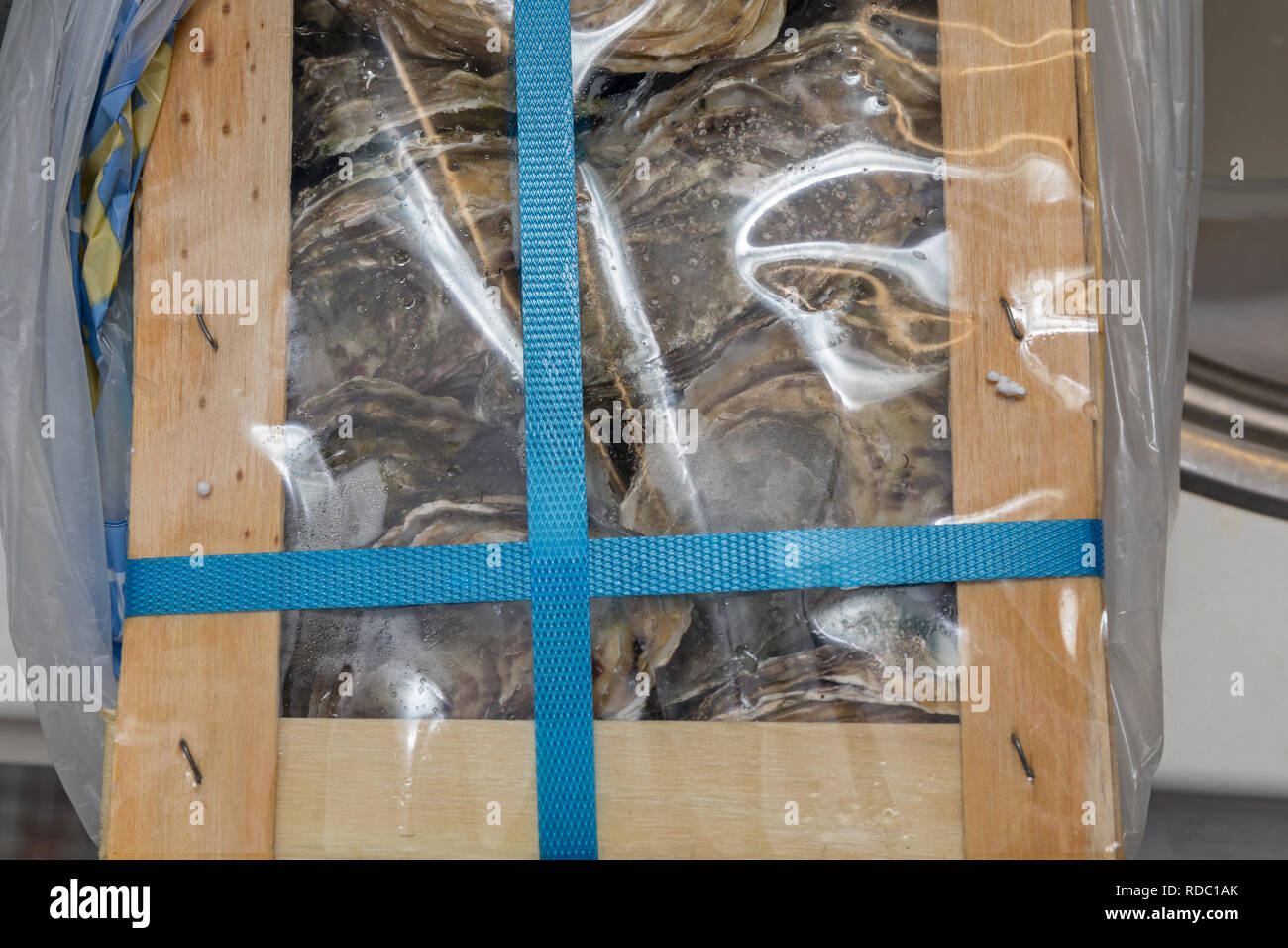 Fresh Oysters Packed in Transport Box Seafood Stock Photo Alamy
