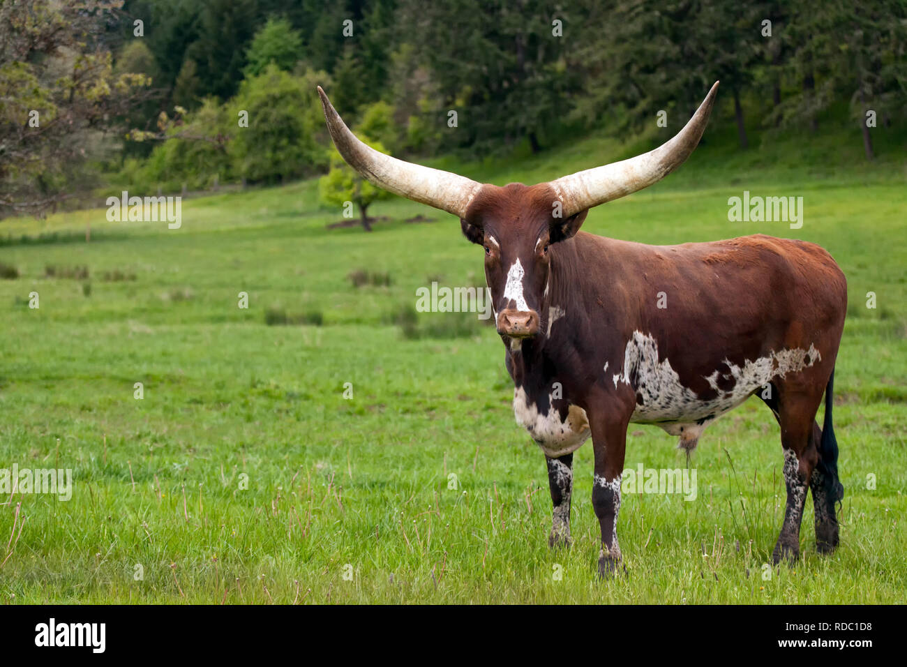 Ankole Watusi Longhorn cow in green pasture facing camera Stock Photo