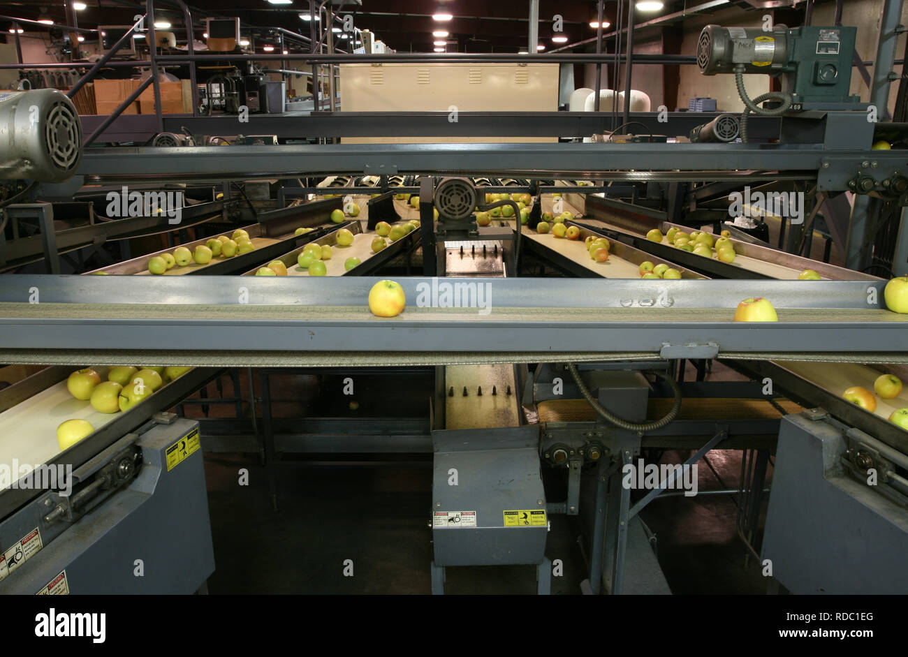 Golden Delicious Apples on conveyor belts in a fruit packing warehouse Stock Photo