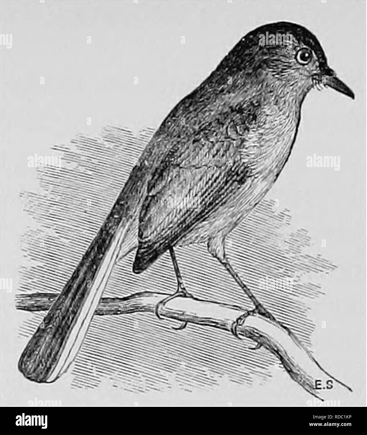 . A popular handbook of the ornithology of the United States and Canada, based on Nuttall's Manual. Birds; Birds. BLUE-GRAY GNATCATCHER. POLIOPTILA C/ERULEA. Char. Male: above, bluish gray, darker on head, paler on rump; forehead and line over the eye black; beneath, pale bluish white; wings dusky; tail longer than the body, the outer feathers partly white. Fe- male : similar to the male, but lacking the black on head. Length 4% to 5 inches. Nest. A graceful, cup-shaped structure, saddled on limb of a tree 15 or 20 feet from the ground; composed of felted plant fibre ornamented externally with Stock Photo