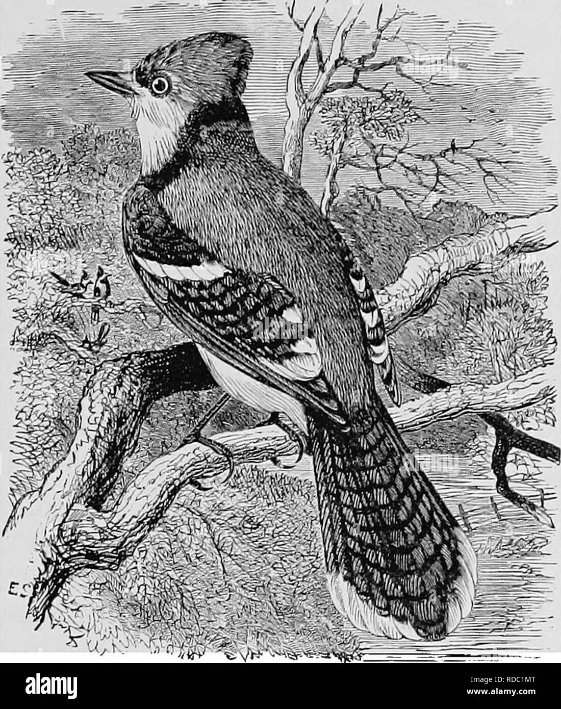 Blue Jay Cyanocitta Cristata Canada Black And White Stock Photos Images Alamy Blue Jay Cyanocitta Cristata Canada Black And White Stock Photos Images Alamy