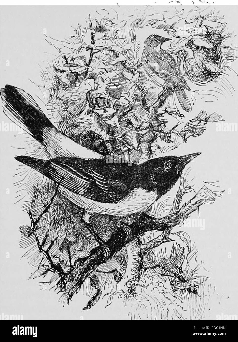 . A popular handbook of the ornithology of the United States and Canada, based on Nuttall's Manual. Birds; Birds. BALTIMORE ORIOLE. golden robin. hang-nest. fire bird. Icterus galbula. Char. Male: head, neck, throat, back, wings, and greater part of tail black; wing-coverts and secondaries tipped with white ; other parts orange. Bill and feet blue black. Female : smaller and paler, some- times the black replaced by olive or grayish. Young similar to female. Length 7 to 8 inches. Nest. Pensile and purse-shaped, 6 to 8 inches deep, suspended from extremity of branch 10 to 50 feet from the ground Stock Photo