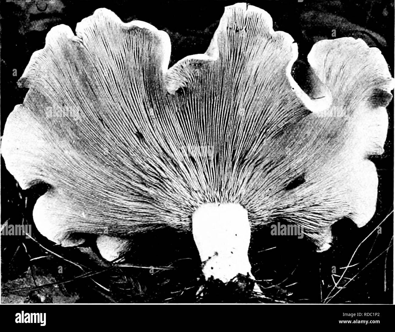 . Minnesota mushrooms ... Botany; Mushrooms. 20 MINNESOTA MUSHROOMS Tricholoma melaleucum Dark Tricholoma C a p rather small. 2-7 cm., dark gray or smoke-colored, smooth, umbonate. bell- shaped to Ciiiivex; stem rather slender, 5-12 cm. by 1 cm., whitish, with a few threads, stuttetl or hollow, elastic ; gills sinuate, white, broad, crowded ; s p ores ellijisoid, 9-111 &quot;• 5-6/i. The name refers to the contrast between the dark cap and white gills. ( )n the ground in woods, in autumn: probably edible, though not tested by the writer. Tricholoma patiilum Scallop Top C i ]j medium to large. Stock Photo