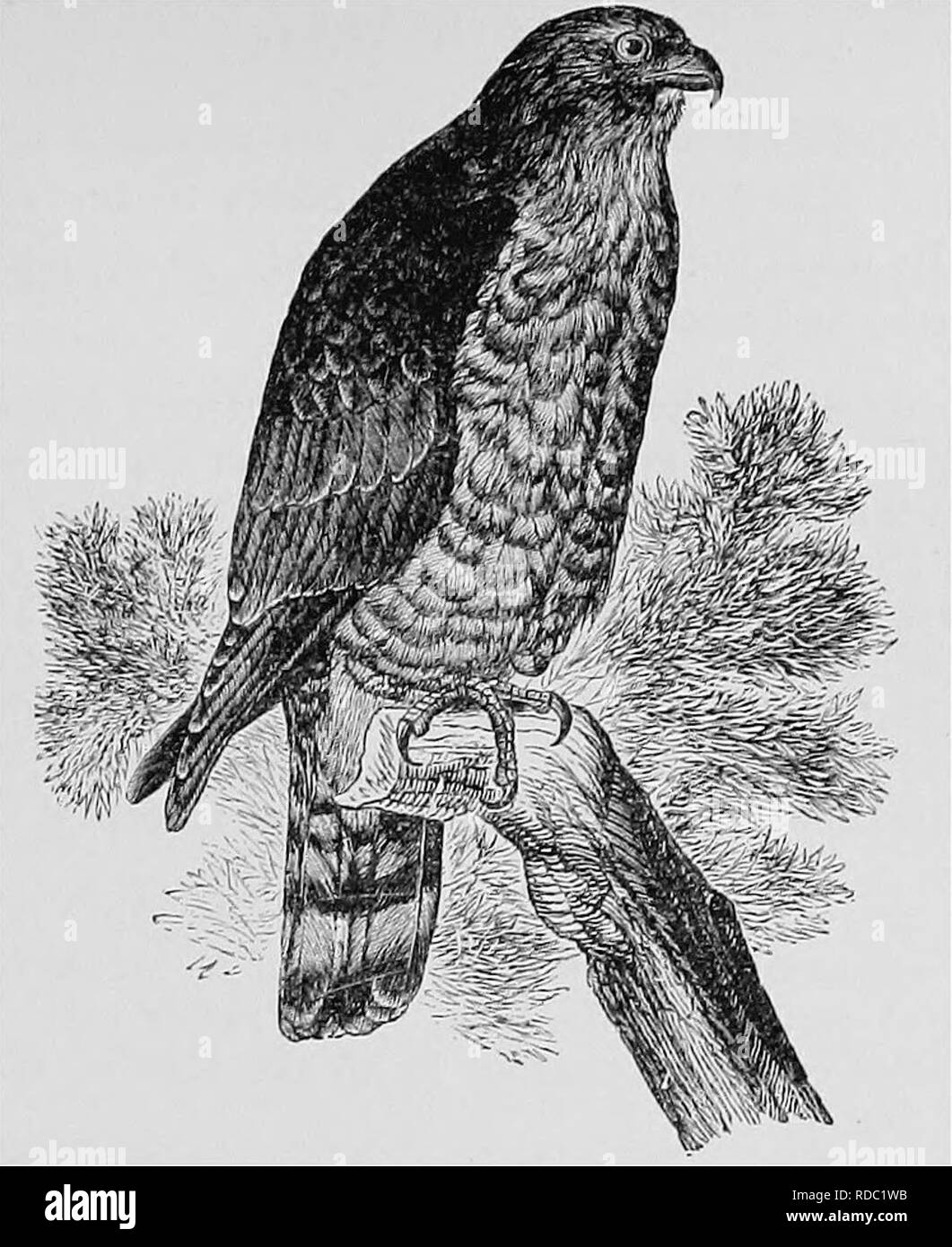 . A popular handbook of the ornithology of the United States and Canada, based on Nuttall's Manual. Birds; Birds. BROAD-WINGED HAWK. BUTEO LATISSIMUS. Char. Above, dull brown, the feathers with paler edges; tail brown with four light bars and tipped with white; below, buffish or tawny, barred and streaked with rufous; wings short and broad Length 13^ to 15 inches. Nest. In a tree ; loosely built of twigs, and lined with leaves and feathers. Eggs. 2-4; buffish, blotched with reddish brown of various shades ; 1.90 X 1.55. This species was obtained by Wilson, in the vicinity of Philadelphia, in t Stock Photo