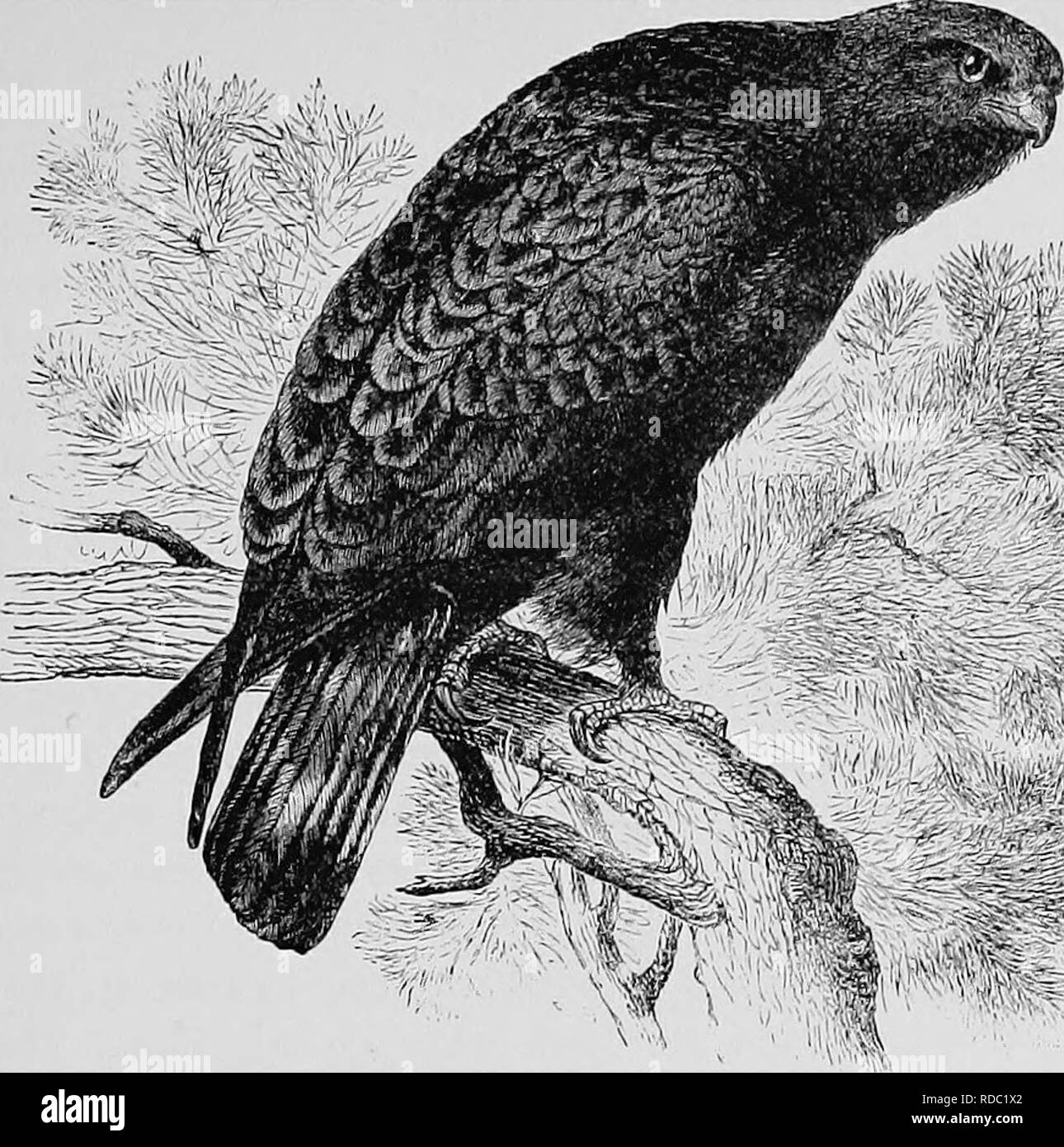 . A popular handbook of the ornithology of the United States and Canada, based on Nuttall's Manual. Birds; Birds. AMERICAN ROUGH-LEGGED HAWK. BLACK HAWK. Archibuteo LAGOPUS SANCTI-JOHANNIS. Char. General color variable, — dark or light brown, or brownisli gray, sometimes black ; all the feathers edged with lighter color, producing an appearance of streaks. The absence of these streaks on the belly forms a dark band. Tail with dark and light bars, and whitish at its base. Easily distinguished from any other Hawk by the feathered shank. Length i&lt;)'/i to 22 inches. Nest. In a large tree, or on Stock Photo