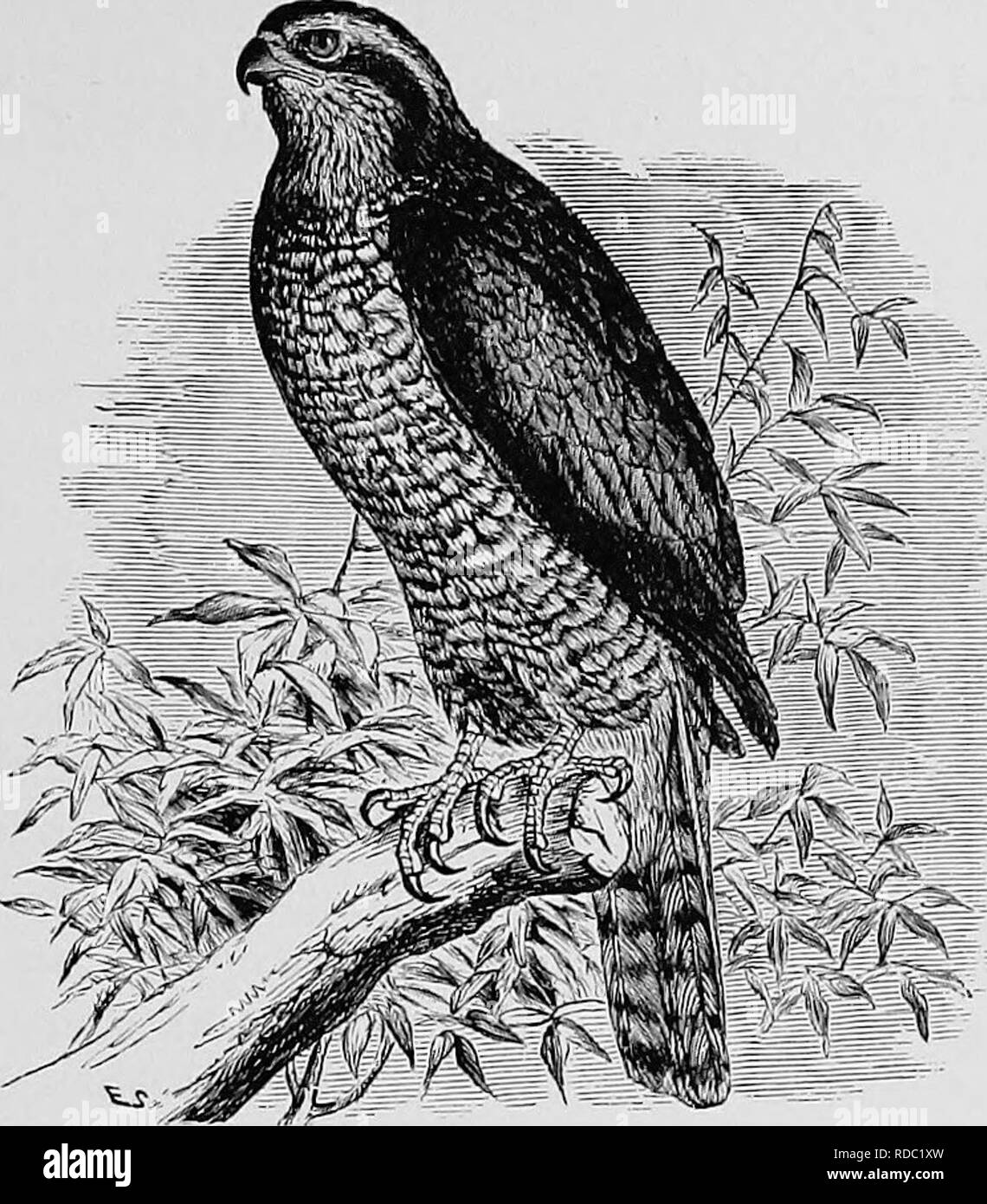 . A popular handbook of the ornithology of the United States and Canada, based on Nuttall's Manual. Birds; Birds. AMERICAN GOSHAWK. BLUE HEN HAWK. ACCIPITER ATRICAPILLUS. Char. Above, dark bluish gray; lop of head black, the feathers be- neath the surface white; white stripe over the eye ; tail with four dark bands ; below, white barred and streaked with narrow dark lines. Young very different; above, brown, edges of feathers bufEsh ; tail lighter, tipped with white and crossed by four or five dark bands; below, bufSsh, streaked with brown. Length 22 to 24 inches. Nest. In a tree ; made of twi Stock Photo