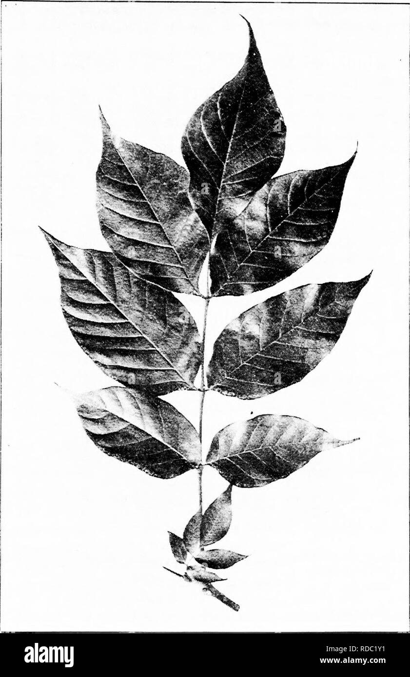 . Our native trees and how to identify them : a popular study of their habits and their peculiarities . Trees. GREEN ASH. Green Ash, Fraxinus lanceolata. Leaves 8' to 12' long. Leaflets 3' to 5' long.. Please note that these images are extracted from scanned page images that may have been digitally enhanced for readability - coloration and appearance of these illustrations may not perfectly resemble the original work.. Keeler, Harriet L. (Harriet Louise), 1846-1921. New York : C. Scribner's Sons Stock Photo