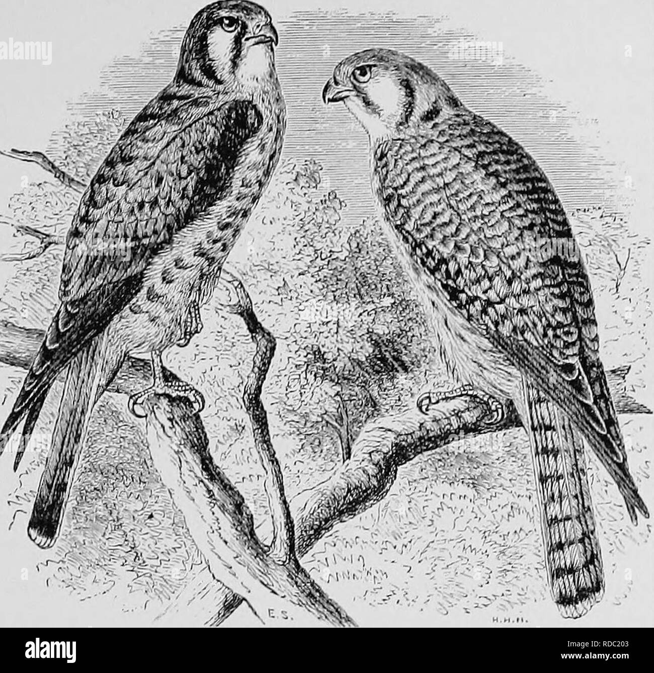 . A popular handbook of the ornithology of the United States and Canada, based on Nuttall's Manual. Birds; Birds. AMERICAN SPARROW HAWK. Falco sparverius. Char. Adult male : head bluish ash, with reddish patch on crown, and black patch on sides and nape ; back rufous ; wings bluish and black in bars ; tail tawny, with black band, and tipped with white; below, buffish or tawny. Female : rufous and black, more streaked than the male; the tail tawny, with several blackish bars. Length lo to ii inches. Nest. Usually in cavities of trees, often in Woodpecker's holes, some- times in deserted nest of Stock Photo